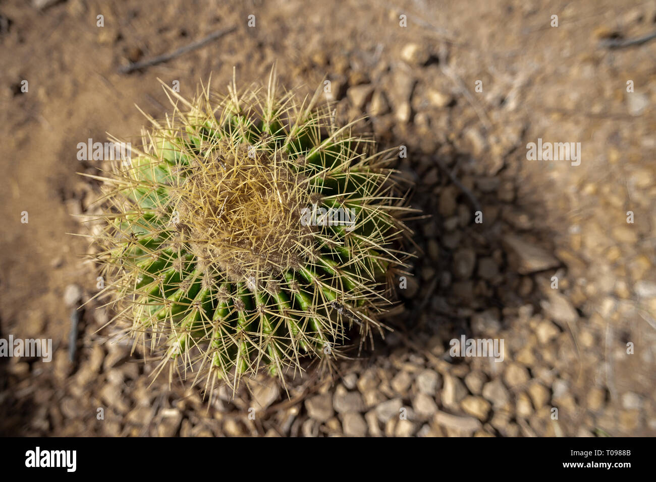 Ein Kaktus (Mexiko) gesehen direkt von oben, Umm Al Emarat Park, Abu Dhabi, Vereinigte Arabische Emirate Stockfoto