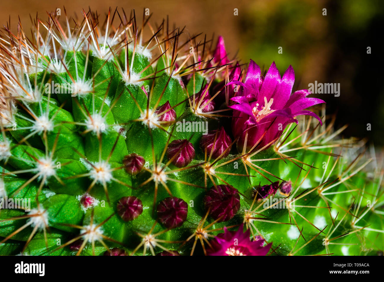 Hell lila Kaktus Blumen blühen. Stockfoto