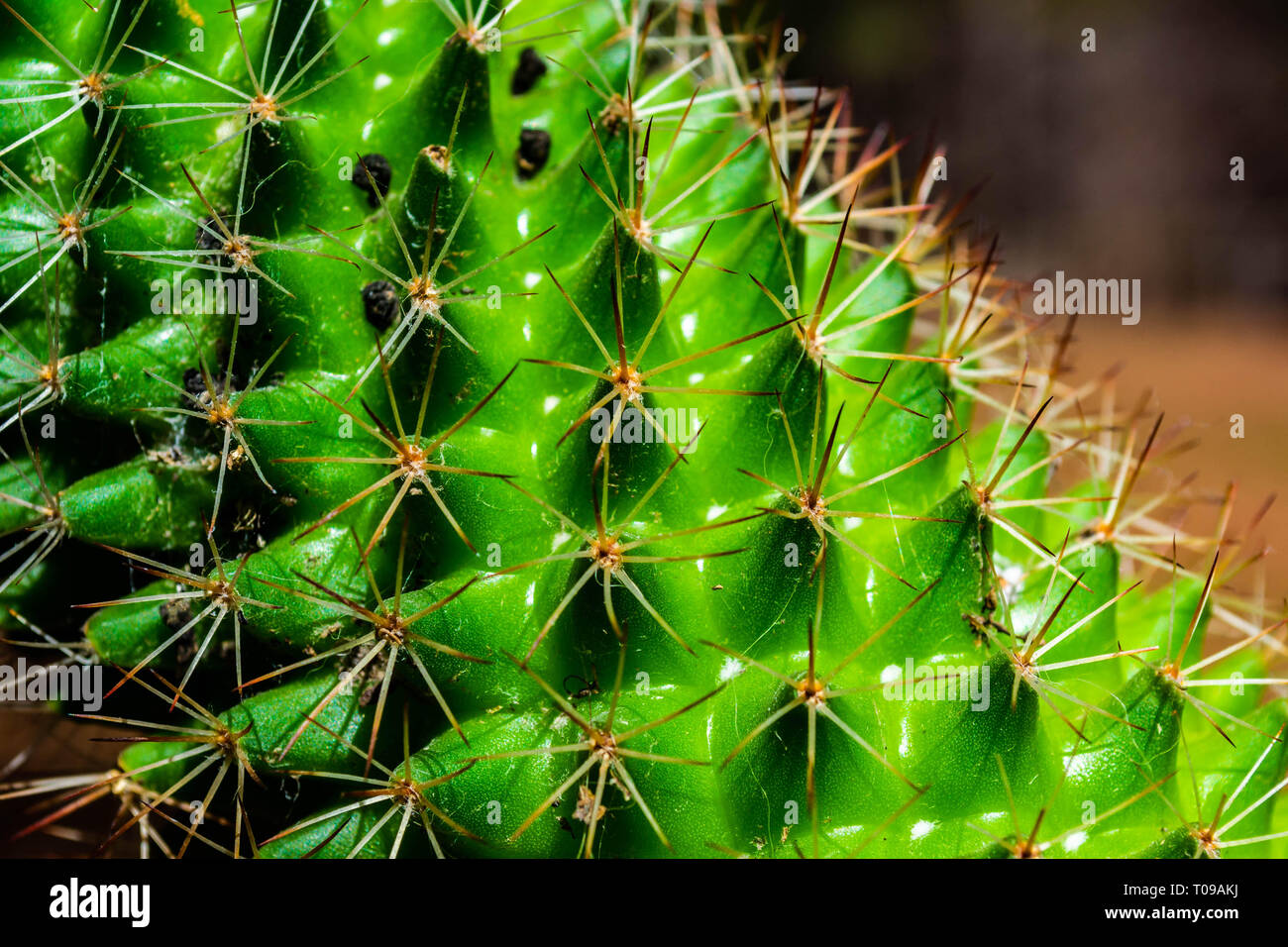 In der Nähe von spiky Oberfläche von Kaktus Stockfoto