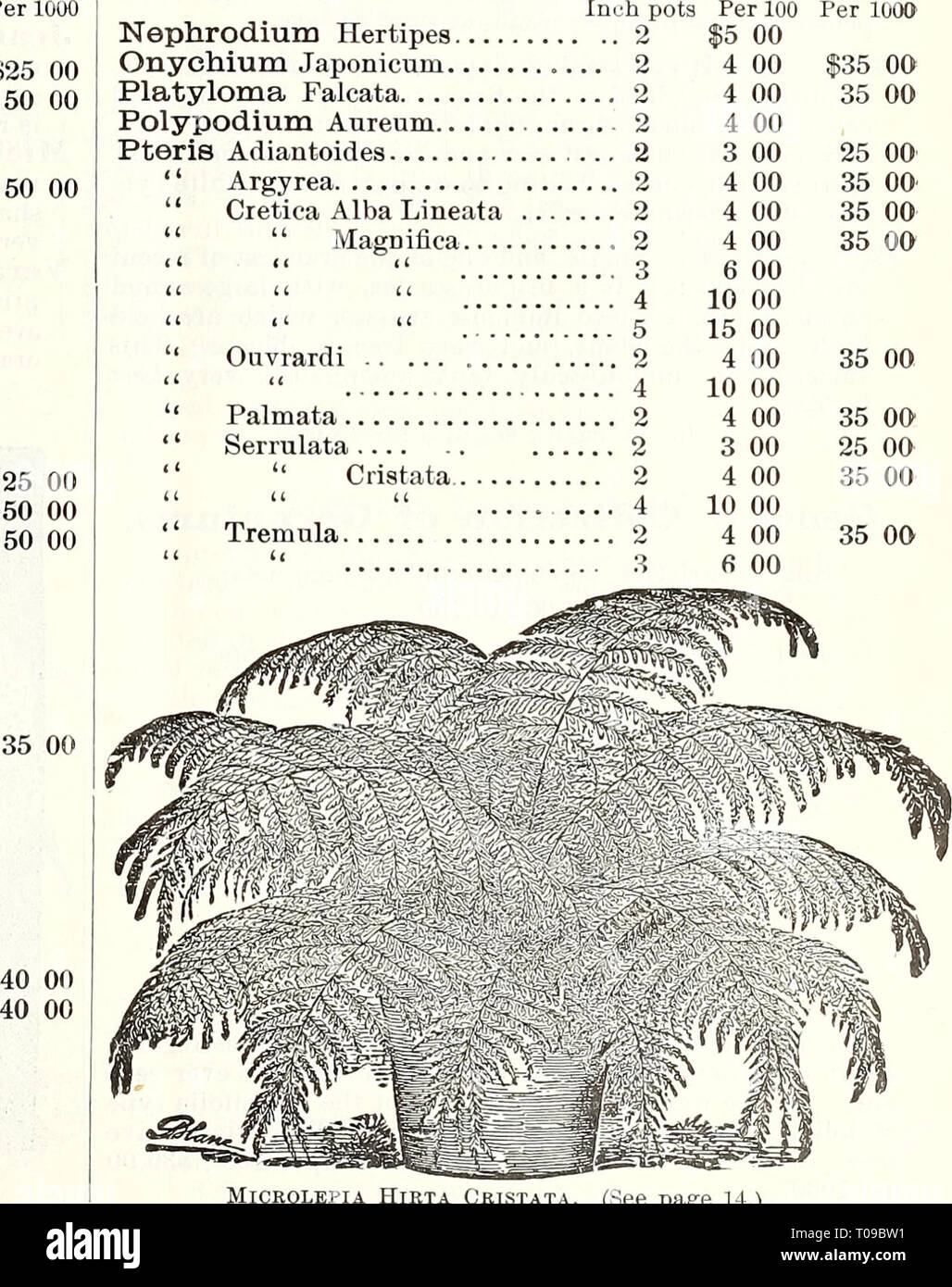 Dreer vierteljährlicher Großhandelspreisliste Stockfoto