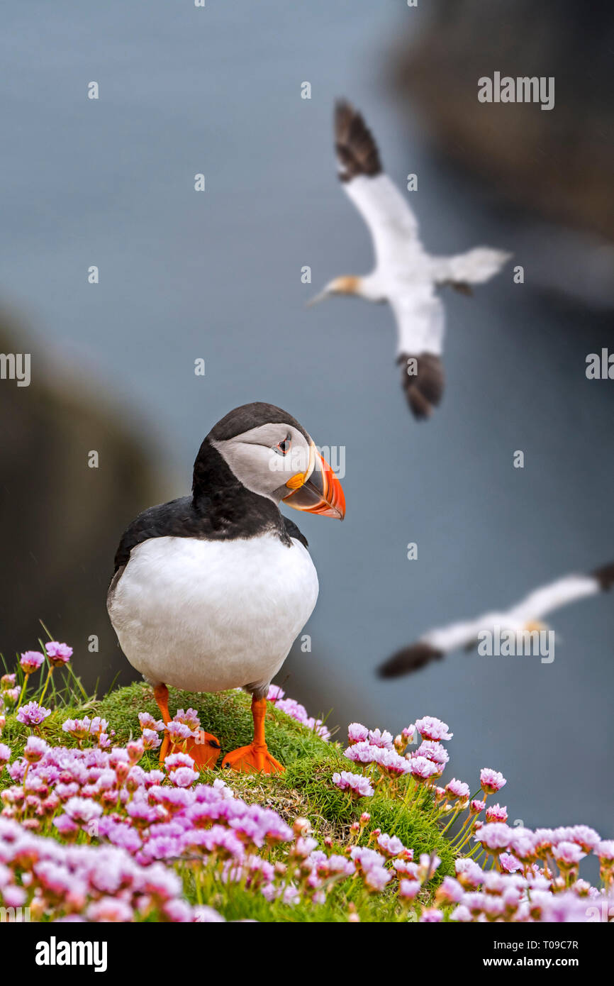Papageitaucher (Fratercula arctica) am Meer auf einer Klippe und fliegende Tölpel in seabird Kolonie, Shetlandinseln, Schottland, Großbritannien Stockfoto