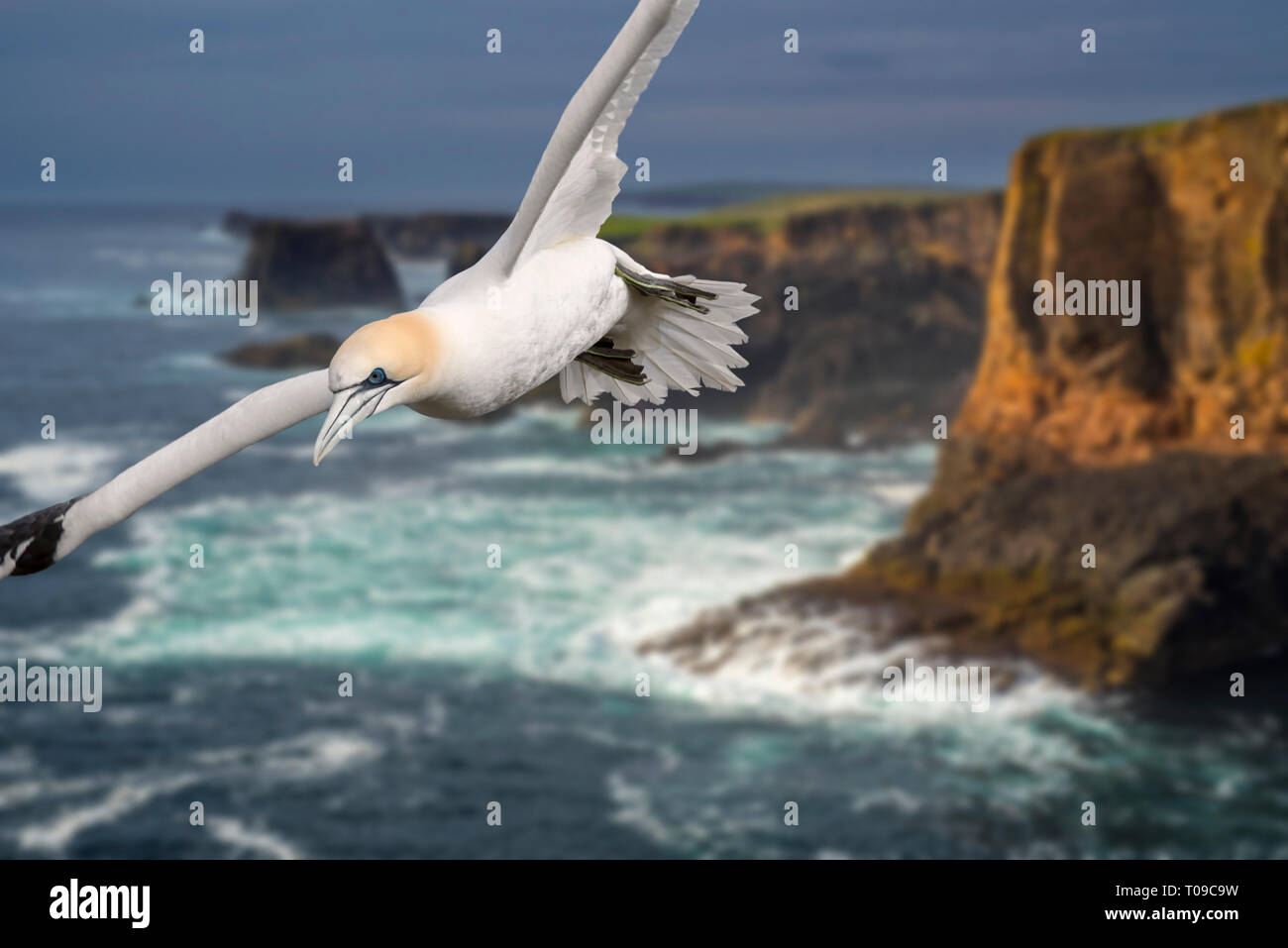 Northern Gannet (Morus bassanus) fliegen vor Klippen bei eshaness am während der herannahenden Sturm, Northmavine, Shetlandinseln, Schottland, Großbritannien Stockfoto