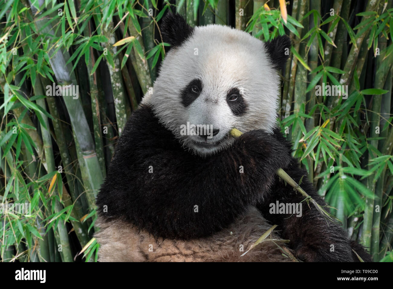 Junge zwei Jahre alten Panda (Ailuropoda lalage) Cub essen Bambusstiel im Wald Stockfoto