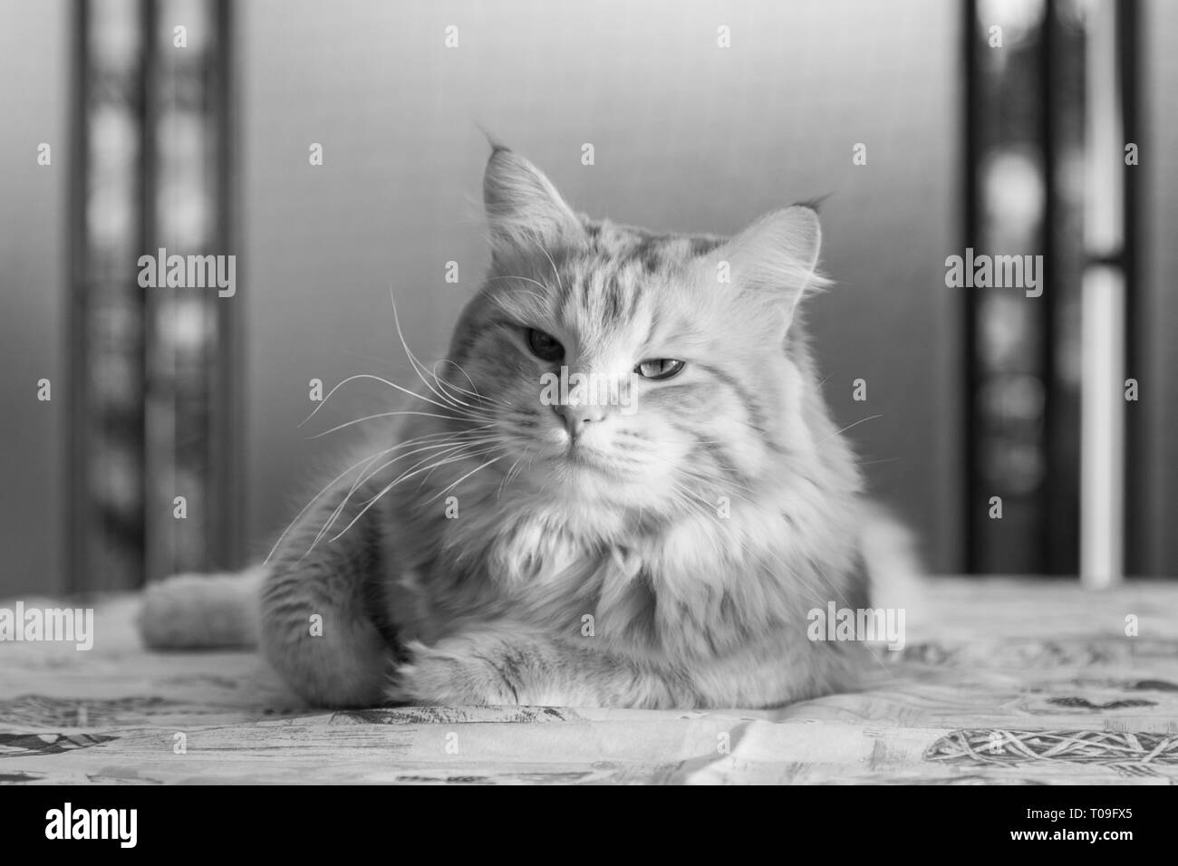Süße flauschige Kätzchen der Sibirischen Katze. Langhaarige Katze von Viehbestand Stockfoto