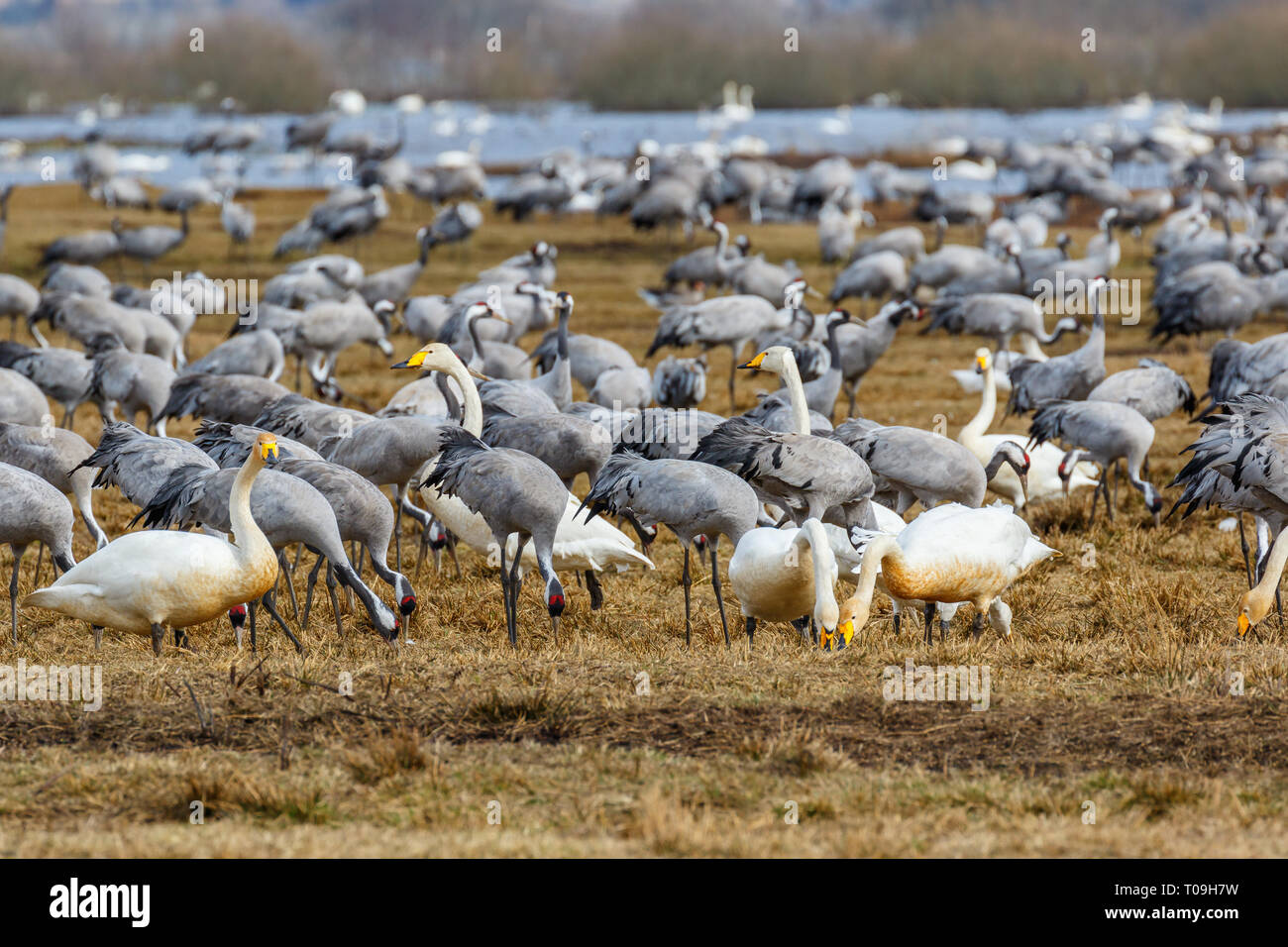 Vögel Herde von Migration von Kränen und Schwänen in einem Feld im Frühling Stockfoto