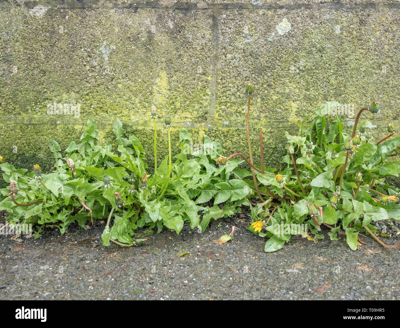 Große Löwenzahn Taraxacum officinale/Pflanzen auf dem Boden einer Betonwand angrenzenden Bürgersteig wächst. Eines hat Essen, Löwenzahn ist meistens essbar. Stockfoto