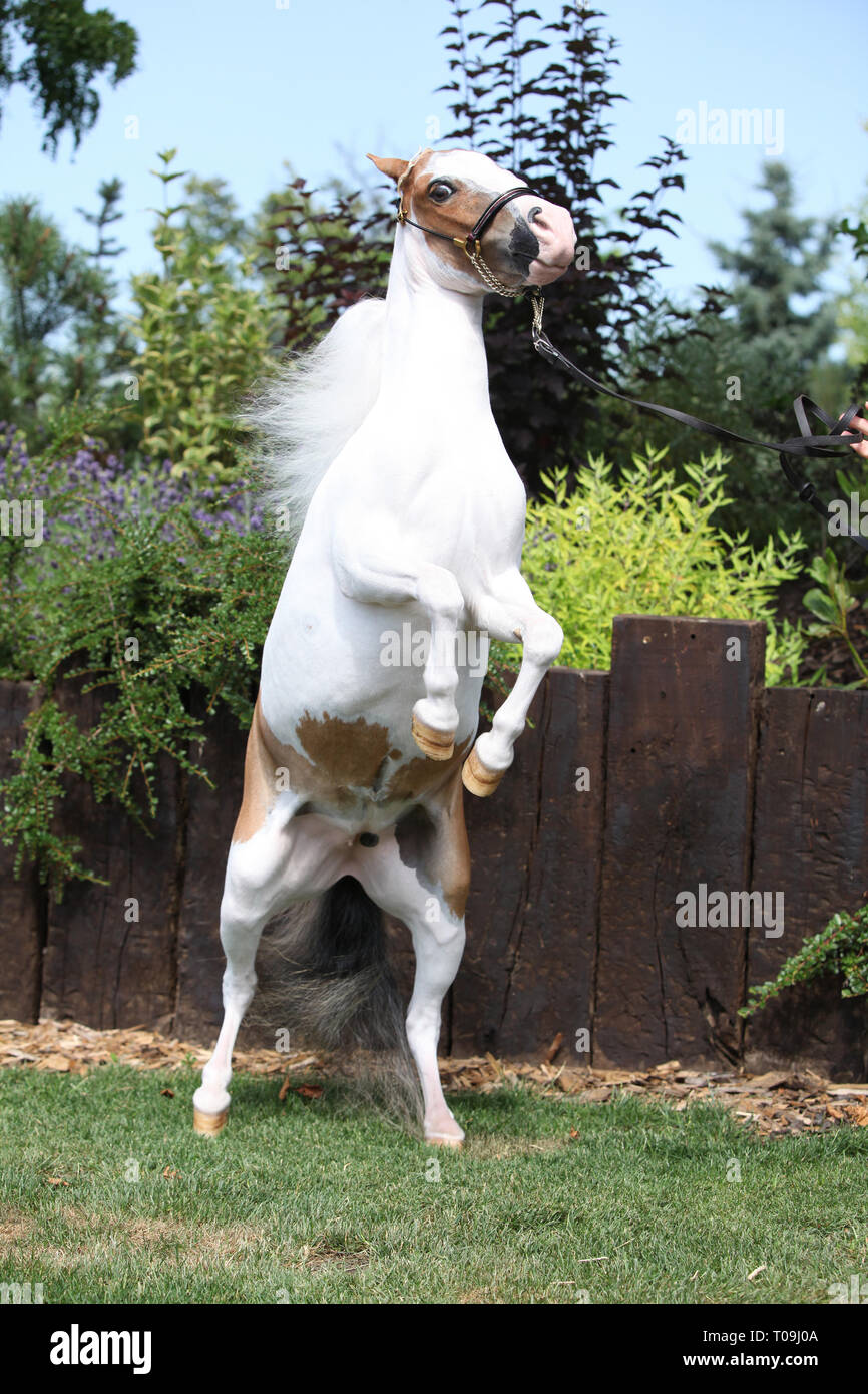 Skewbald amerikanische Miniatur Pferd tänzelt im Garten Stockfoto