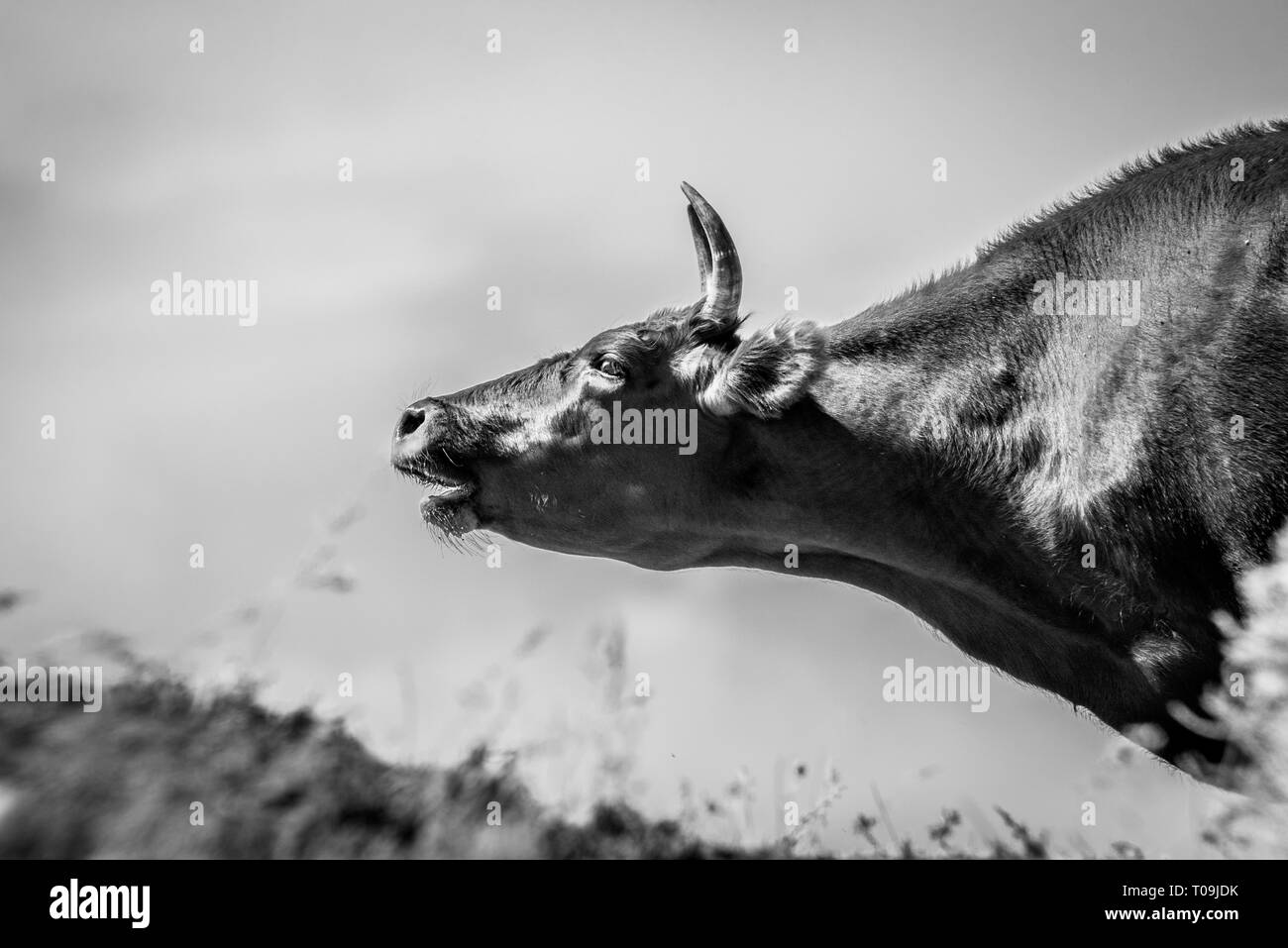Kühe an einer Tränke Wasser trinken und baden bei starker Hitze und Dürre. Kalmückien Region, Russland. Stockfoto