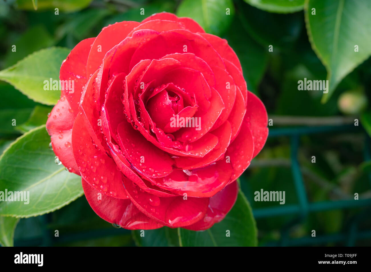 Rot kamelie Blume mit Regen fällt auf einen Baum. Winter Rose Stockfoto