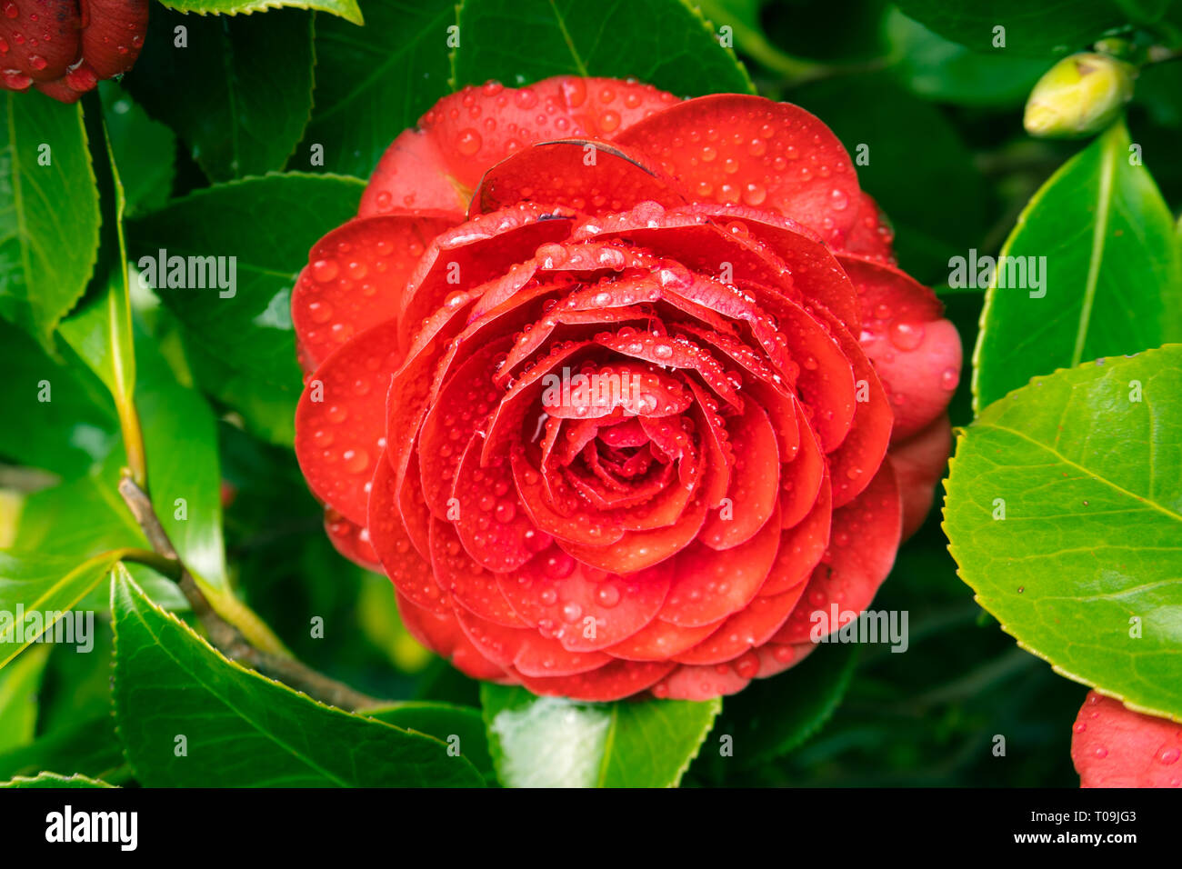 Rot kamelie Blume mit Regen fällt auf einen Baum. Winter Rose Stockfoto