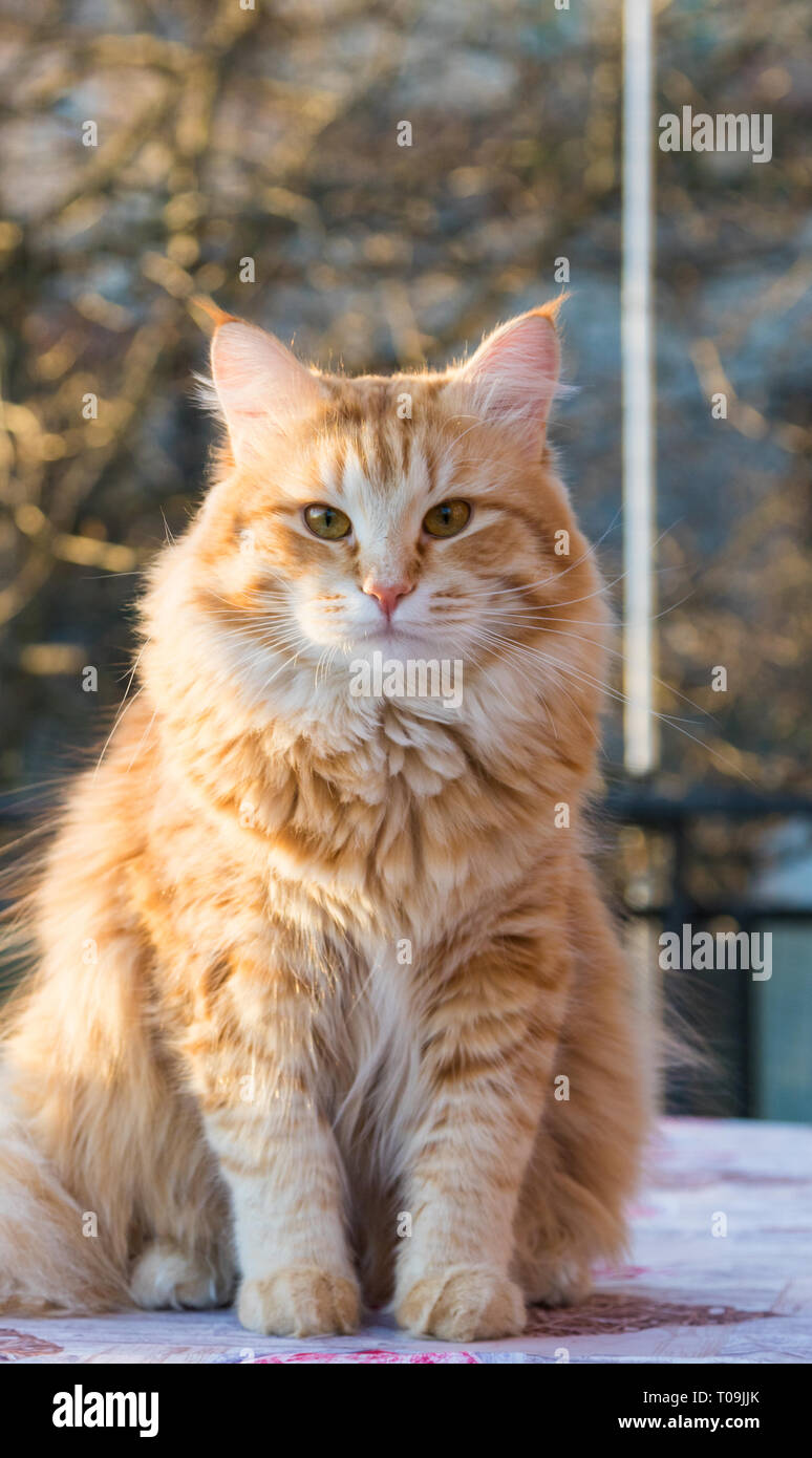 Susse Flauschige Katzchen Der Sibirischen Katze Langhaarige Katze Von Viehbestand Stockfotografie Alamy