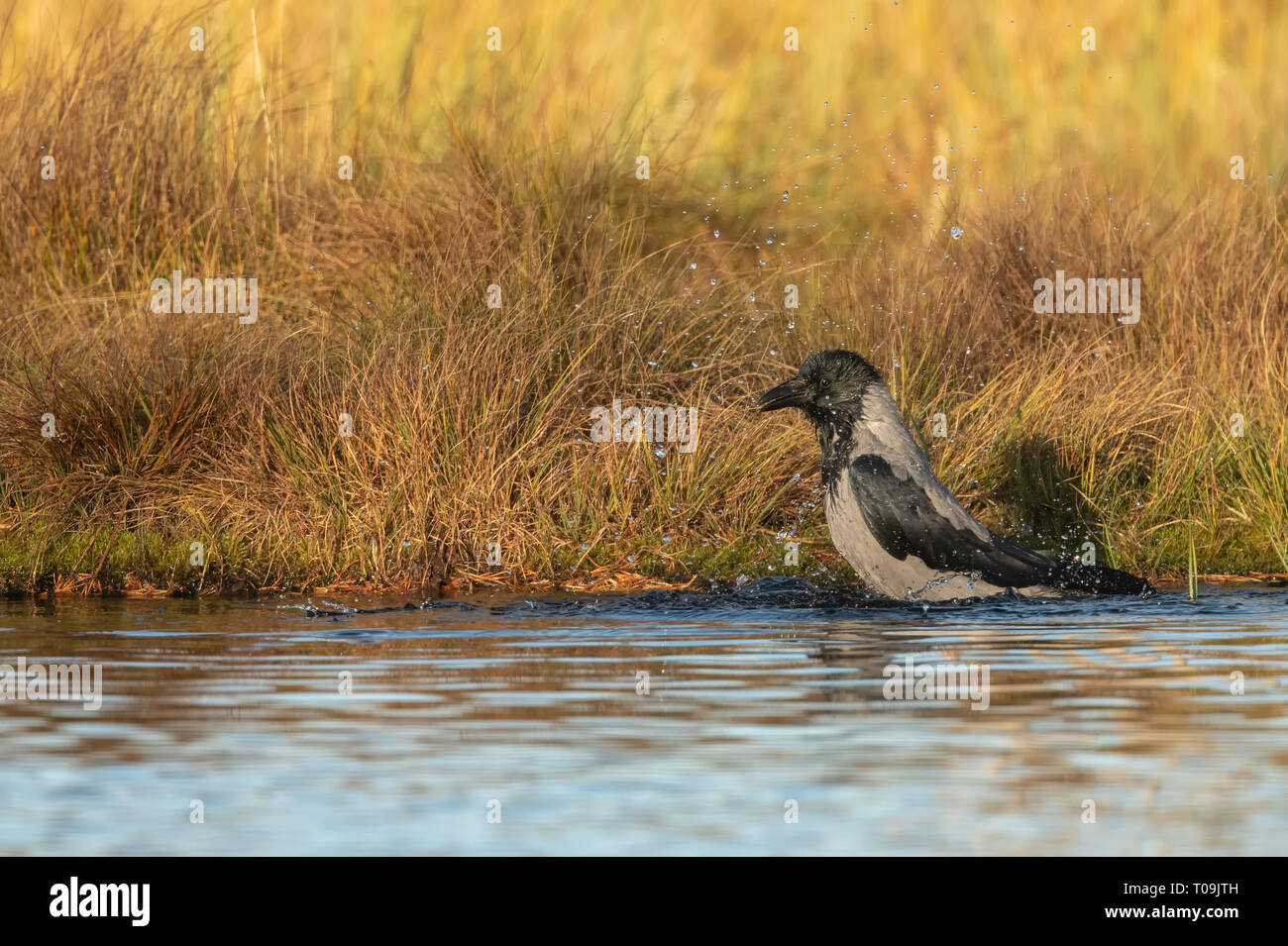 Nebelkrähe - In der Badewanne Stockfoto