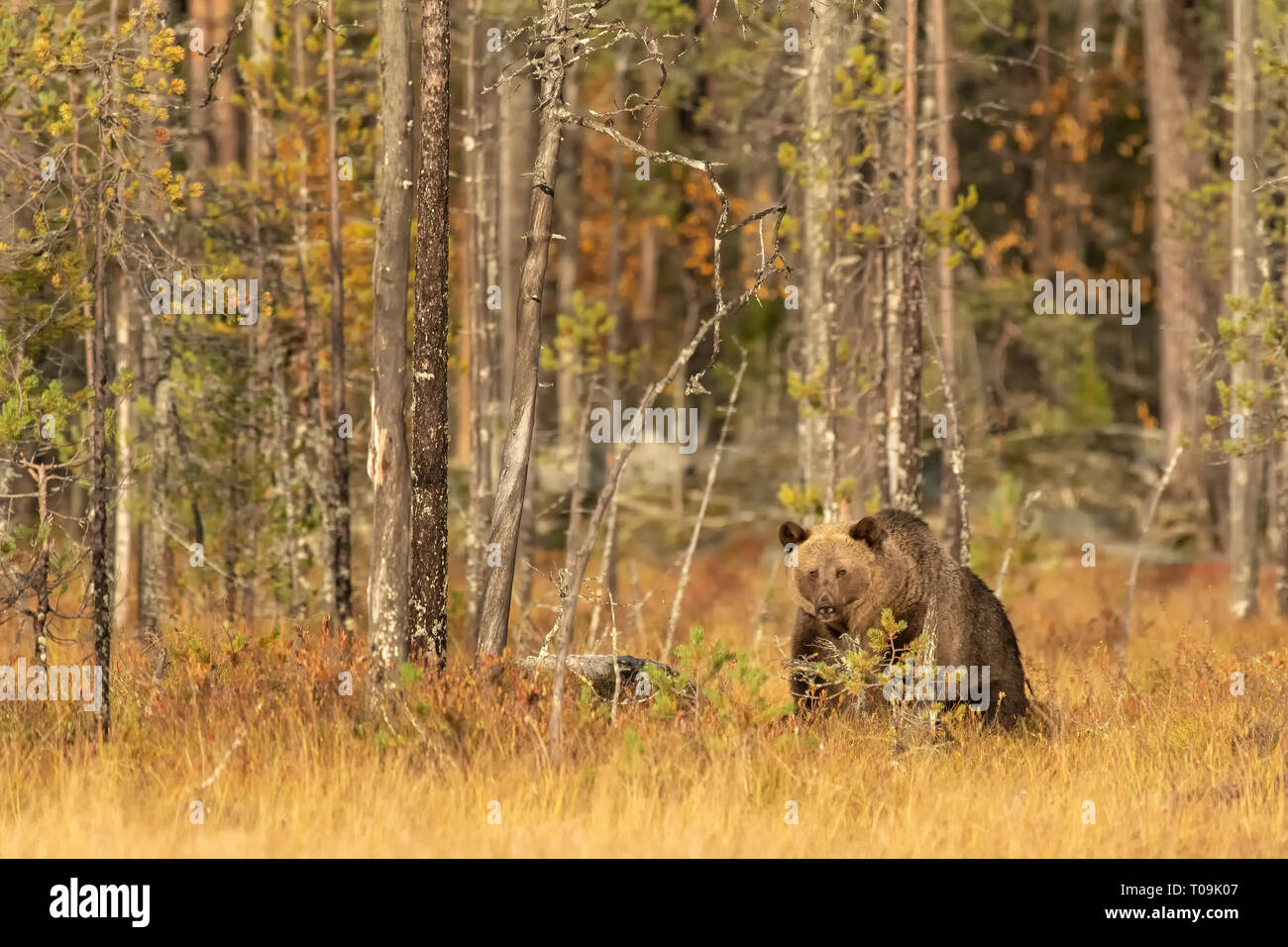 Eurasischen Braunbären zu beobachten. Stockfoto