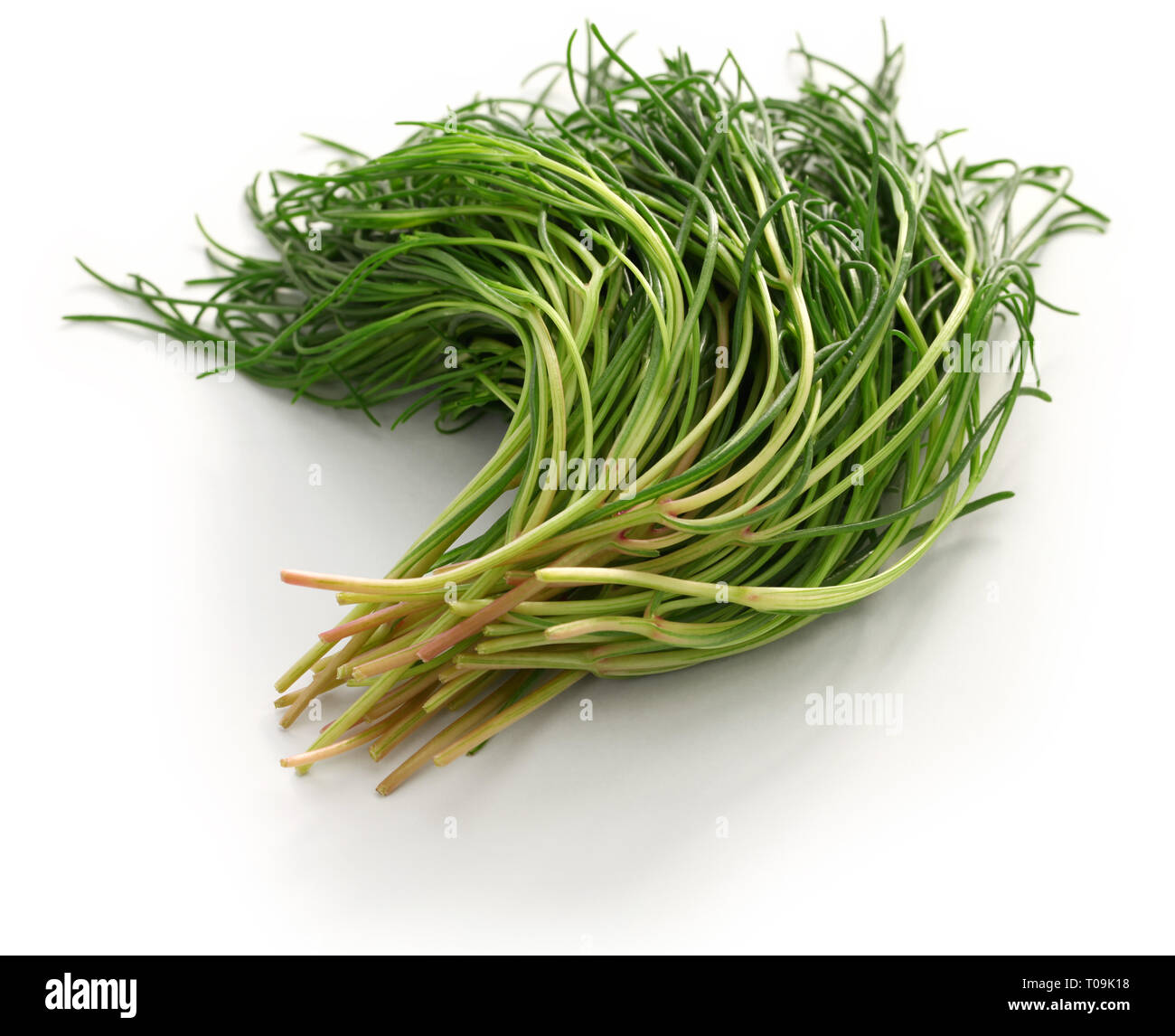 Frische agretti, italienische Gemüse auf weißem Hintergrund Stockfoto