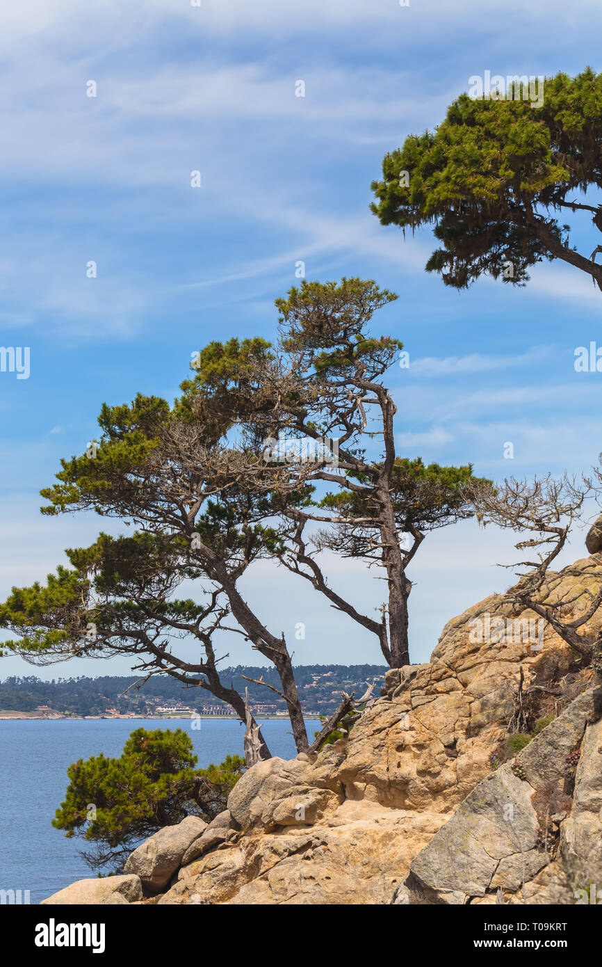 Bischof Kiefern (Pinus muricata) am Point Lobos State Naturpark, Carmel, Kalifornien, USA Stockfoto