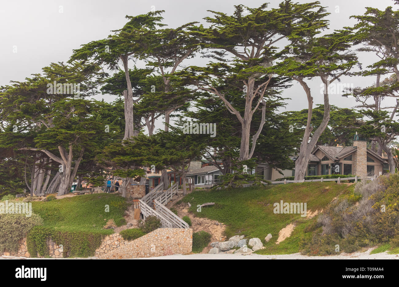 Monterey Zypressen (Cupressus macrocarpa) entlang der Carmel Beach in Carmel, Kalifornien, Vereinigte Staaten. Stockfoto