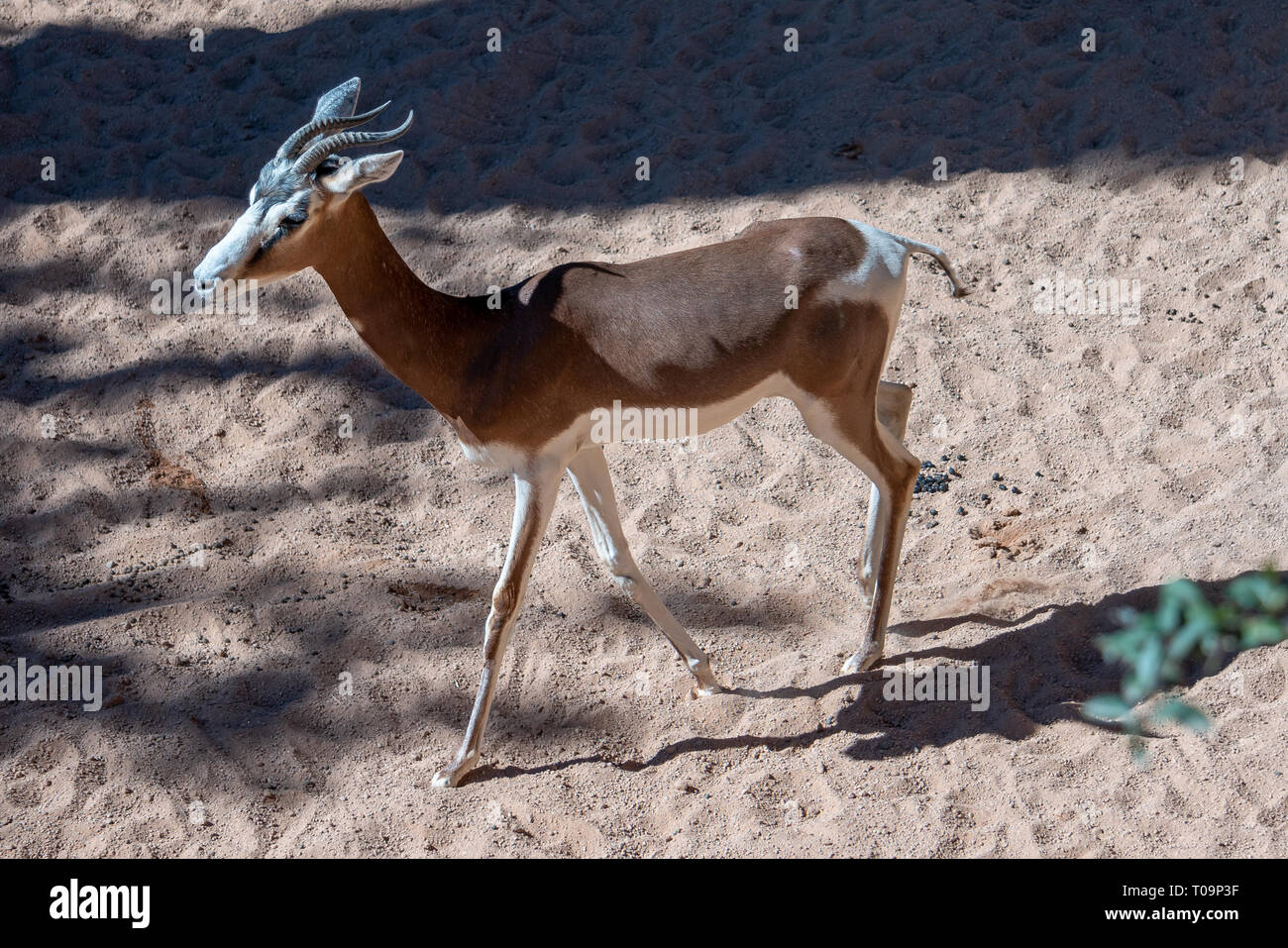 VALENCIA, Spanien - 26. Februar: Mhorr Gazelle an Der Bioparc Valencia Spanien am 26. Februar 2019 Stockfoto