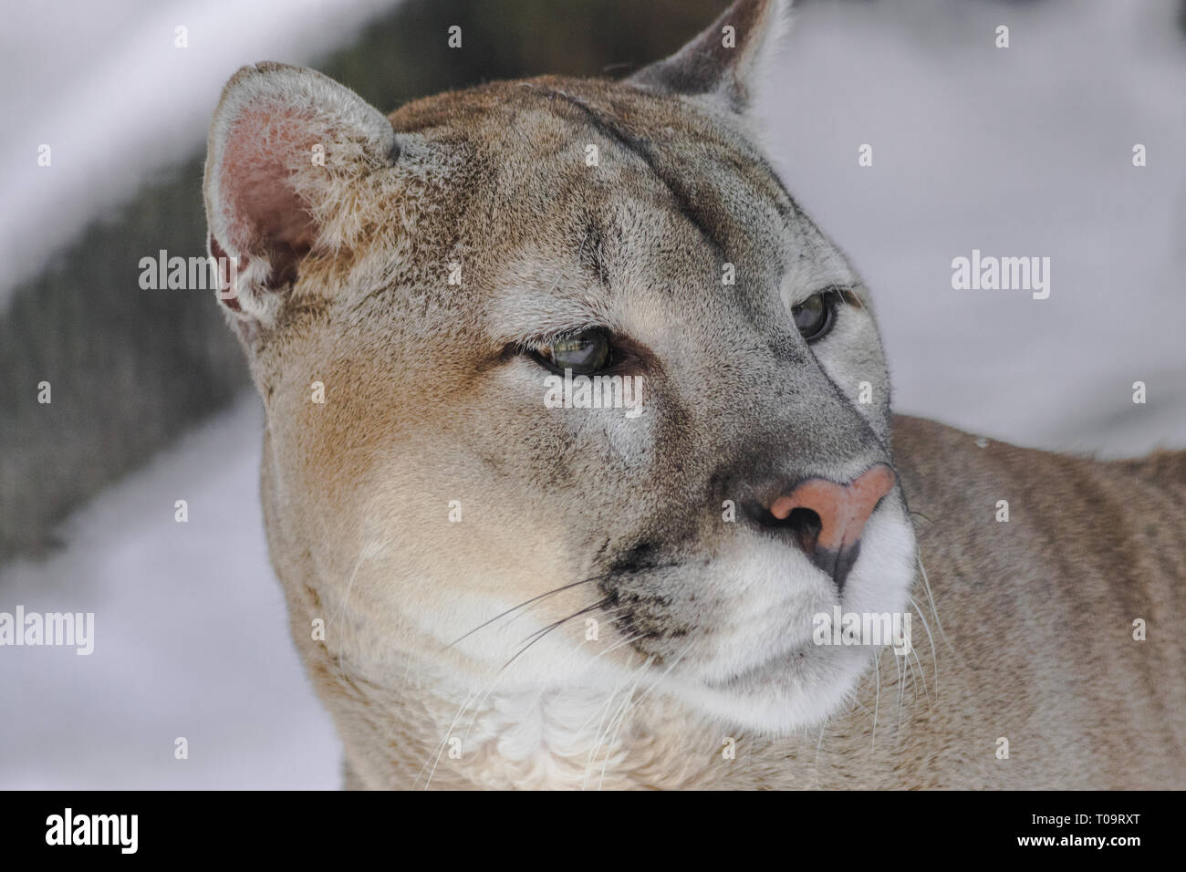 Brauner Puma Stockfotos und -bilder Kaufen - Alamy