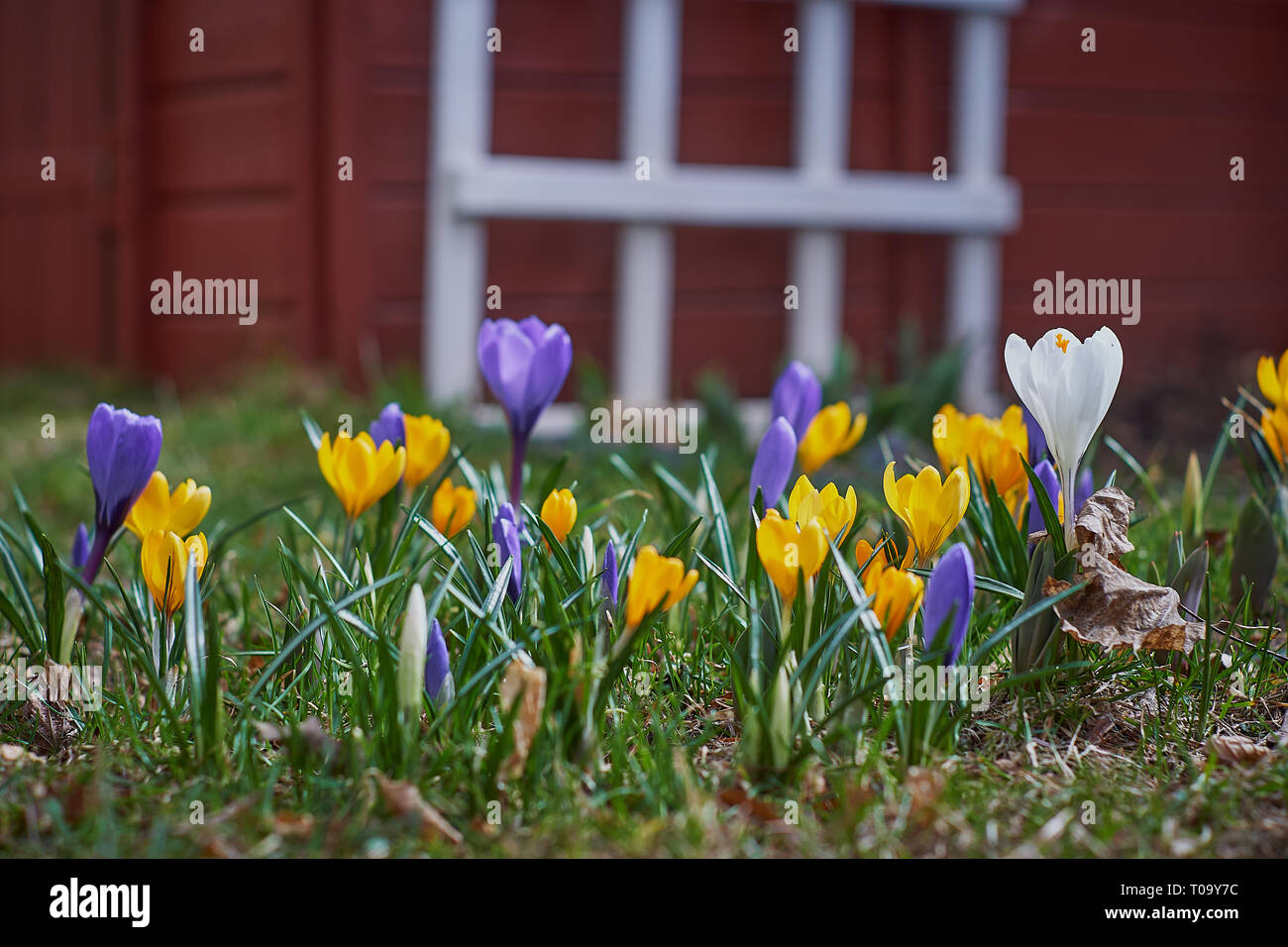 Crocusses im Frühjahr in München Bayern Stockfoto