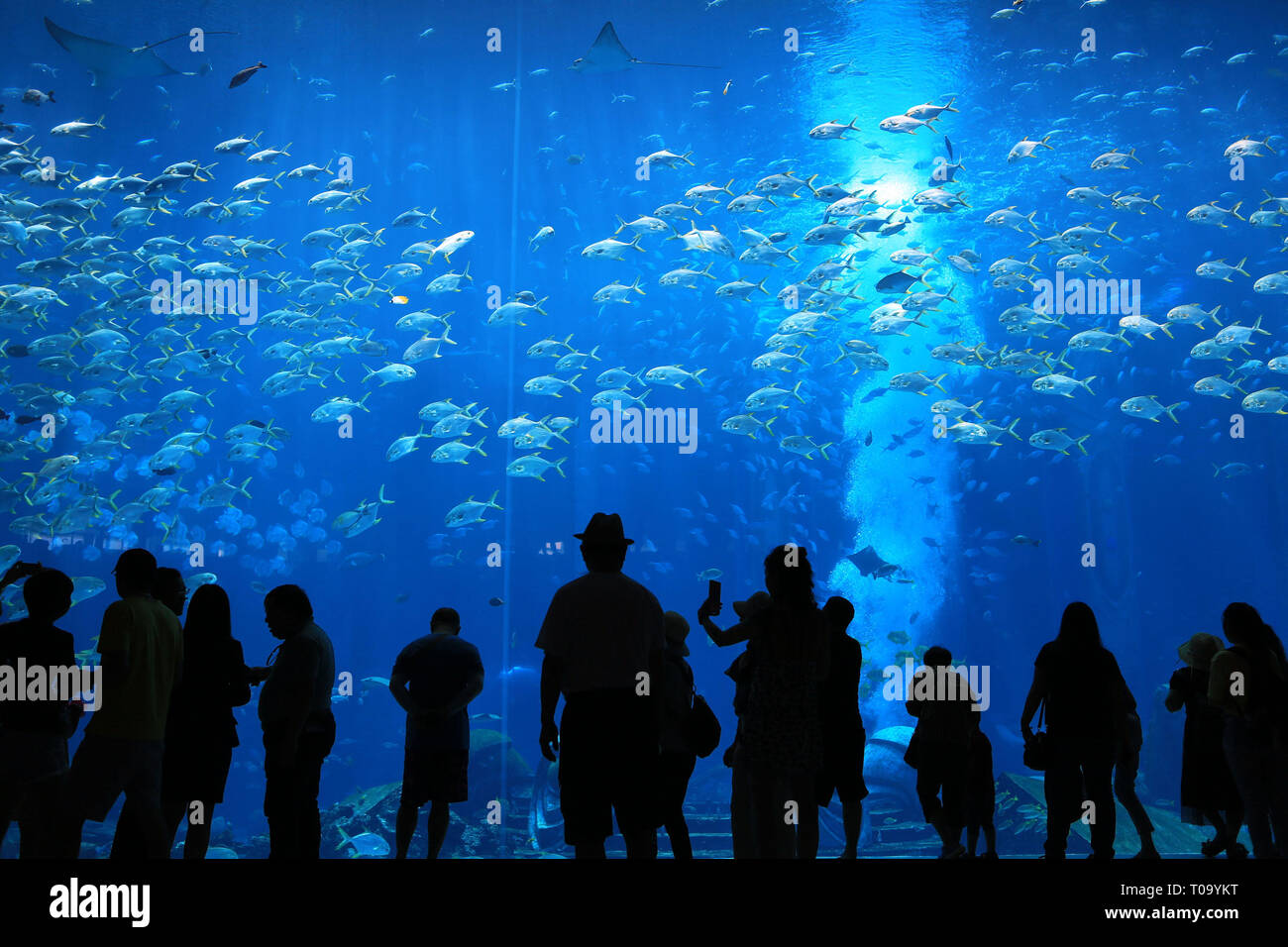 Sanya, China Hainan Provinz. 17 Mär, 2019. Touristen besuchen das Aquarium im Atlantis Hotel in Sanya, South China Hainan Provinz, 17. März 2019. Mehr als 76 Millionen inländischen und ausländischen Touristen die Insel der Provinz im Jahr 2018 besuchte, um 11,8 Prozent mehr als im Vorjahr, und Tourismus stieg der Umsatz um 14,5 Prozent gegenüber dem Vorjahr auf mehr als 95 Milliarden Yuan (14 Milliarden US-Dollar), werden Daten aus der Hainan Tourismus Behörde zeigte. Credit: Sui Xiankai/Xinhua/Alamy leben Nachrichten Stockfoto