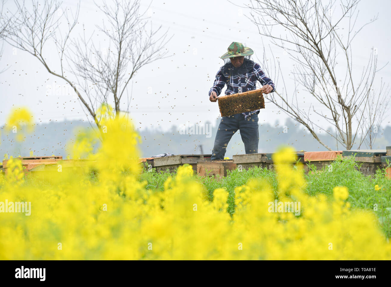 Hengyang, Hunan Provinz Chinas. 18 Mär, 2019. Imker Ou Jinhua Kontrollen bee Zucht Boxen in Gaohu Stadt Hengyang, City, Central China Hunan Provinz, 18. März 2019. Biene Bauern hier besetzt sind das Sammeln von Honig vor kurzem als das Wetter wärmer wird. Credit: Xiao Yahui/Xinhua/Alamy leben Nachrichten Stockfoto