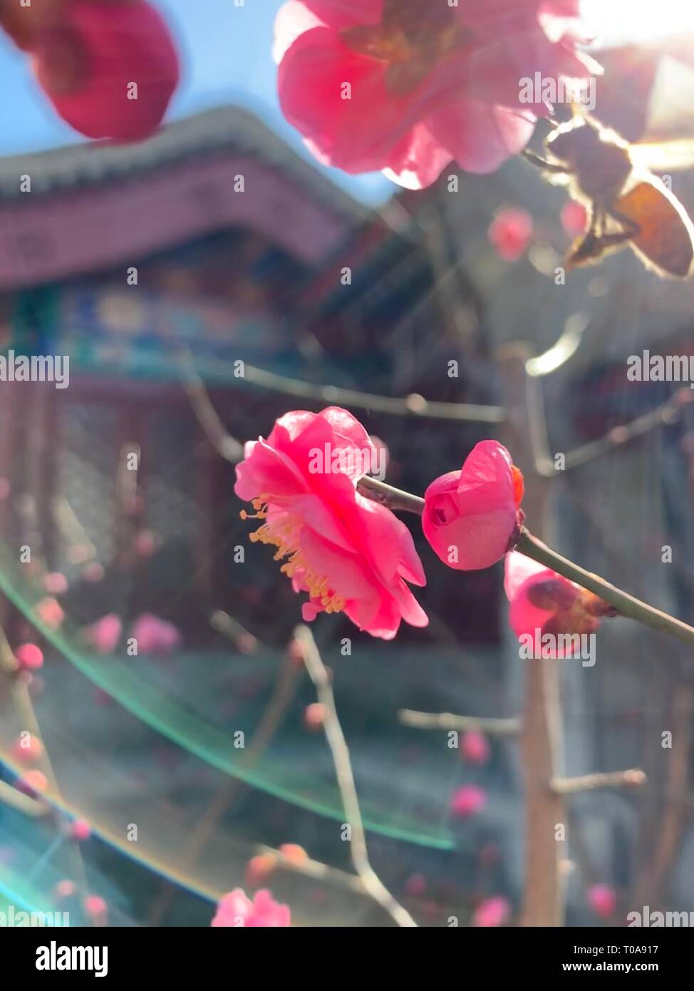 Peking, China. 13 Mär, 2019. Foto mit einem Handy aufgenommen zeigt eine Biene sammelt Honig in Xiangshan Park in Peking, der Hauptstadt von China, 13. März 2019. Credit: Yin Dongxun/Xinhua/Alamy leben Nachrichten Stockfoto