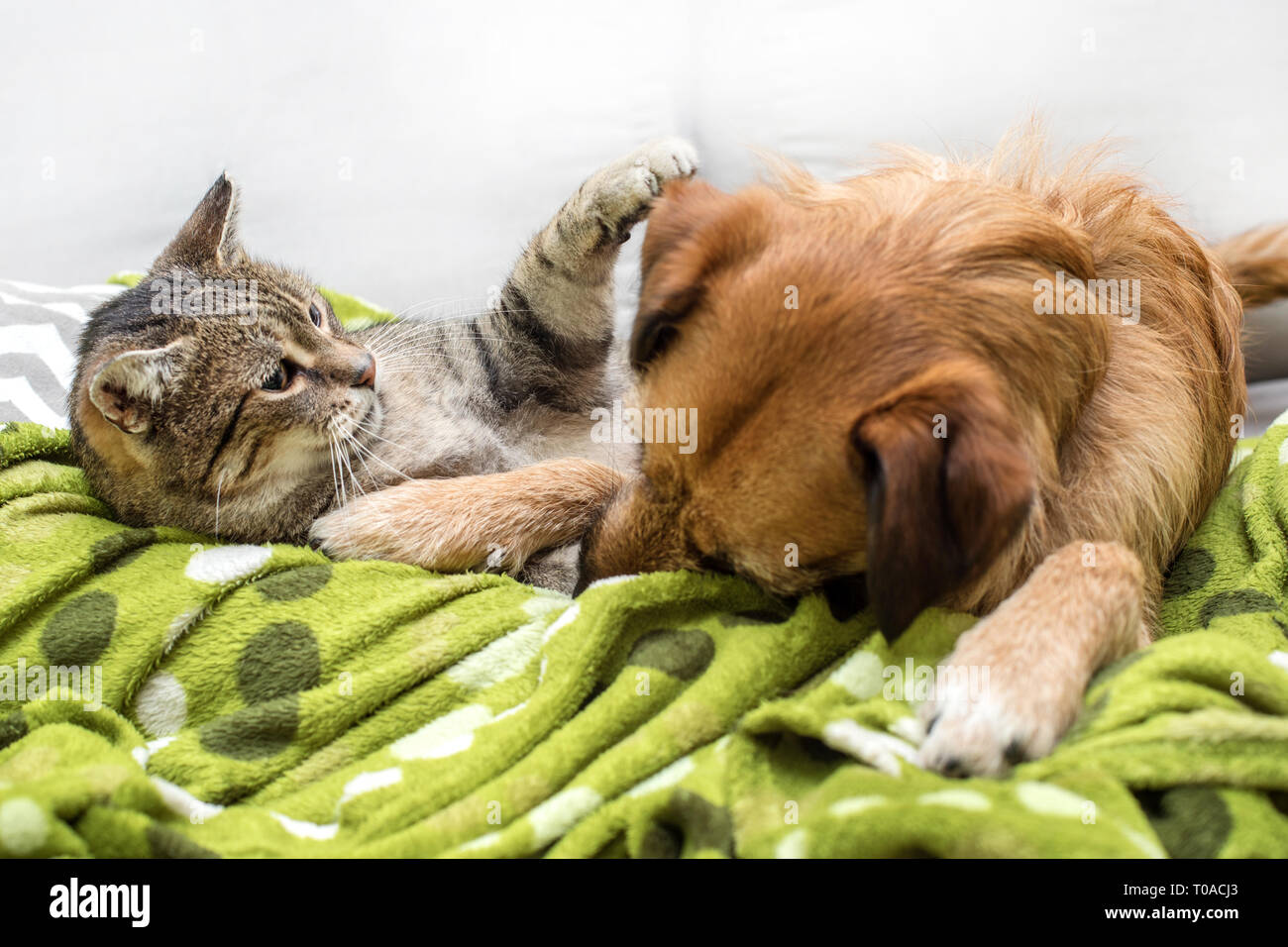 Hund und Katze gemeinsam spielen Stockfoto