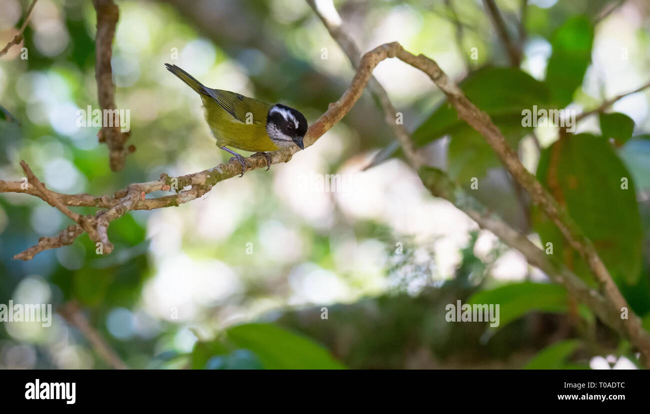 Lehnte sich nach vorne auf einem winzigen Zweig a Songbird greifen eng mit seiner winzigen Krallen werden müssen Stockfoto