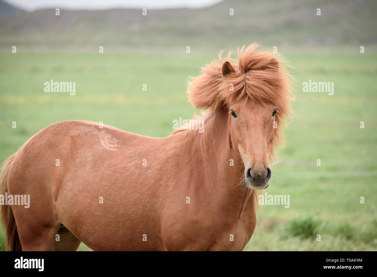 Chestnut Pferd mit schönen Frisur. Weide in Island Stockfoto