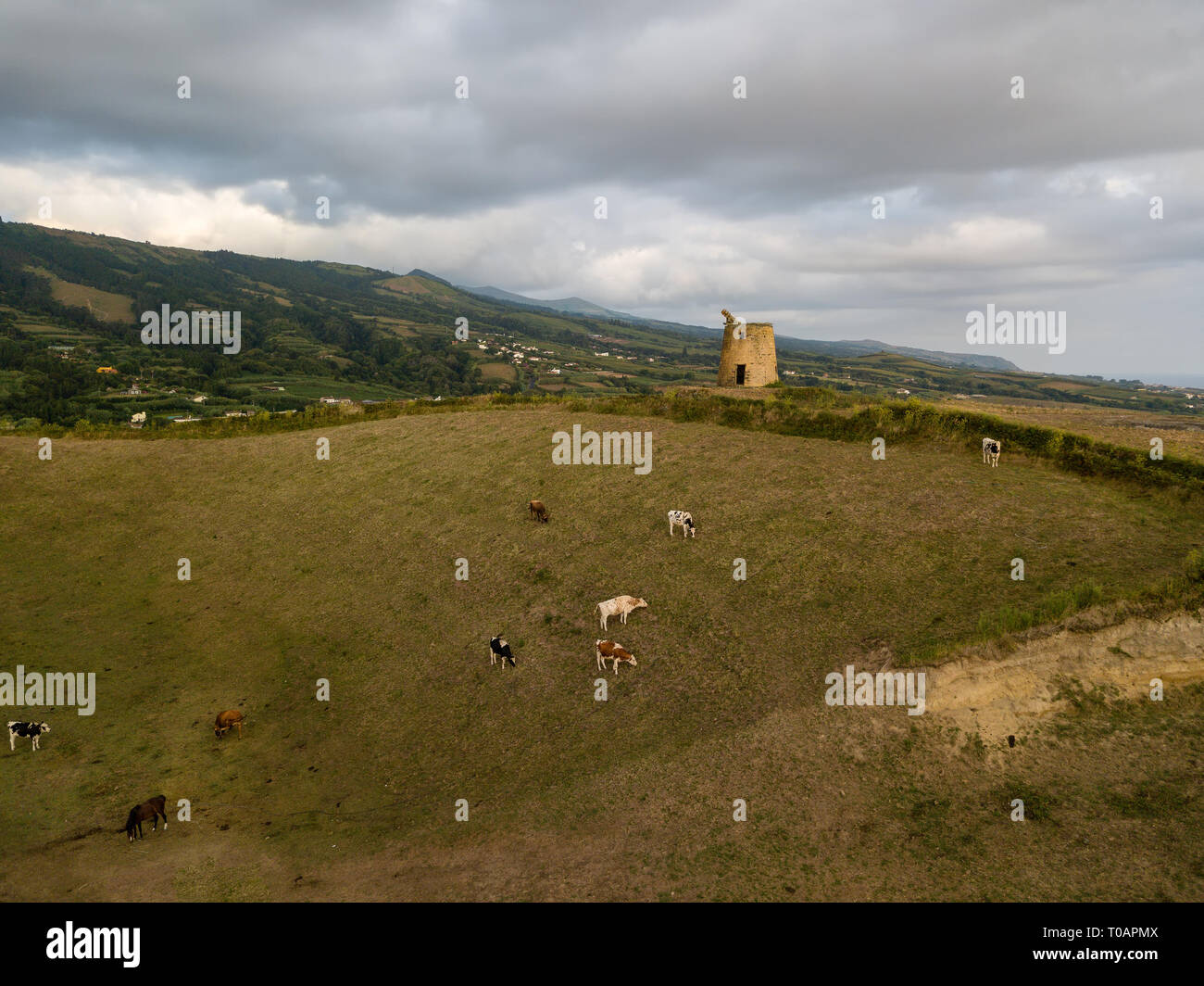 Drone Blick auf typische Azoren landschaft küstengebiete mit Kühen in einem ländlichen Luftaufnahme. Blick aus der Vogelperspektive, Antenne panoramische Sicht. Portugal tscenic Bestimmungen Stockfoto