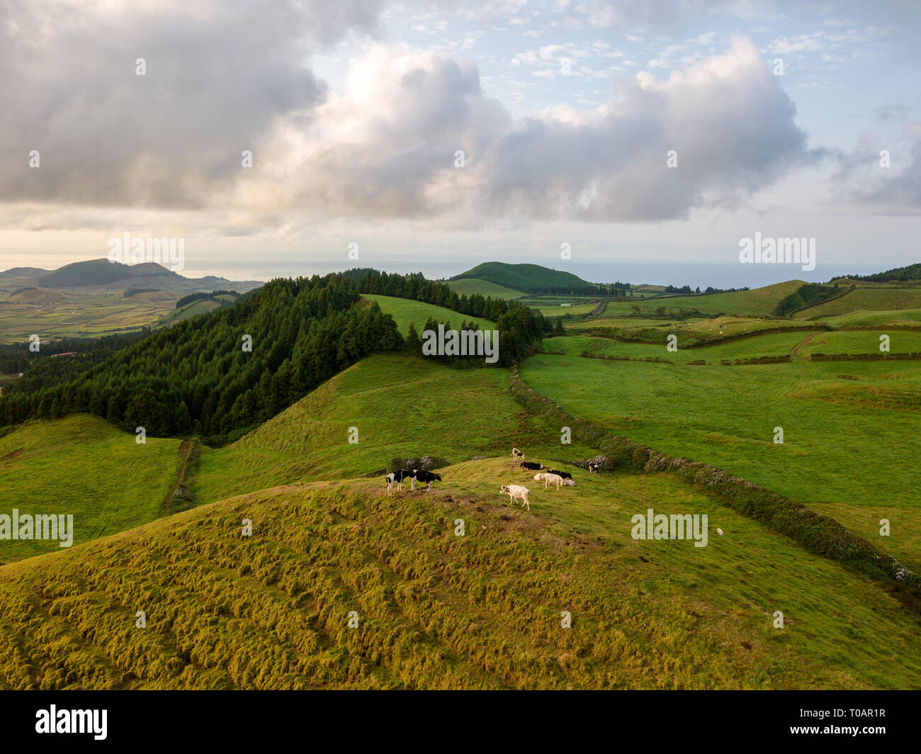 Drone Blick auf typische Azoren landschaft küstengebiete mit Kühen in einem ländlichen Luftaufnahme. Blick aus der Vogelperspektive, Antenne panoramische Sicht. Portugal tscenic Bestimmungen Stockfoto