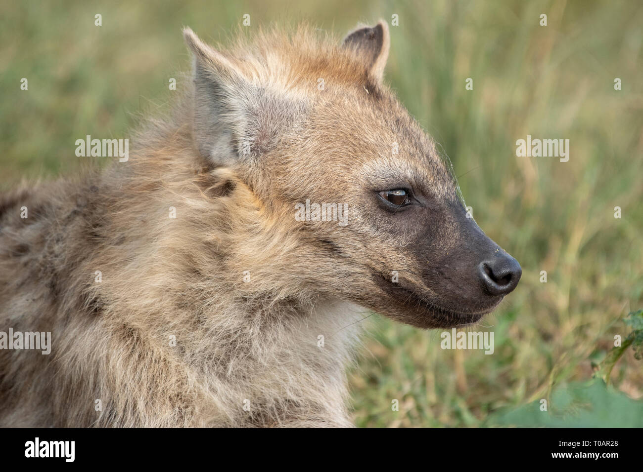 Juvenile Hyäne, Crocuta crocuta, in der Trans Mara Gebiet westlich von maasi Mara National Reserve, Kenia entdeckt Stockfoto