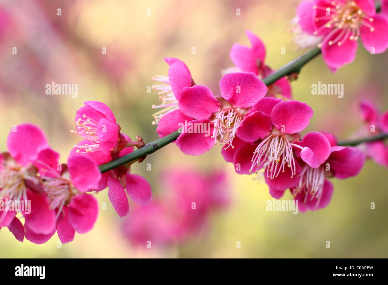 Prunus japanische Aprikose 'Beni - chidori'. Duftende Blüten von Prunus 'Beni - chidori', auch Japanische Aprikose, im späten Winter, Großbritannien Stockfoto