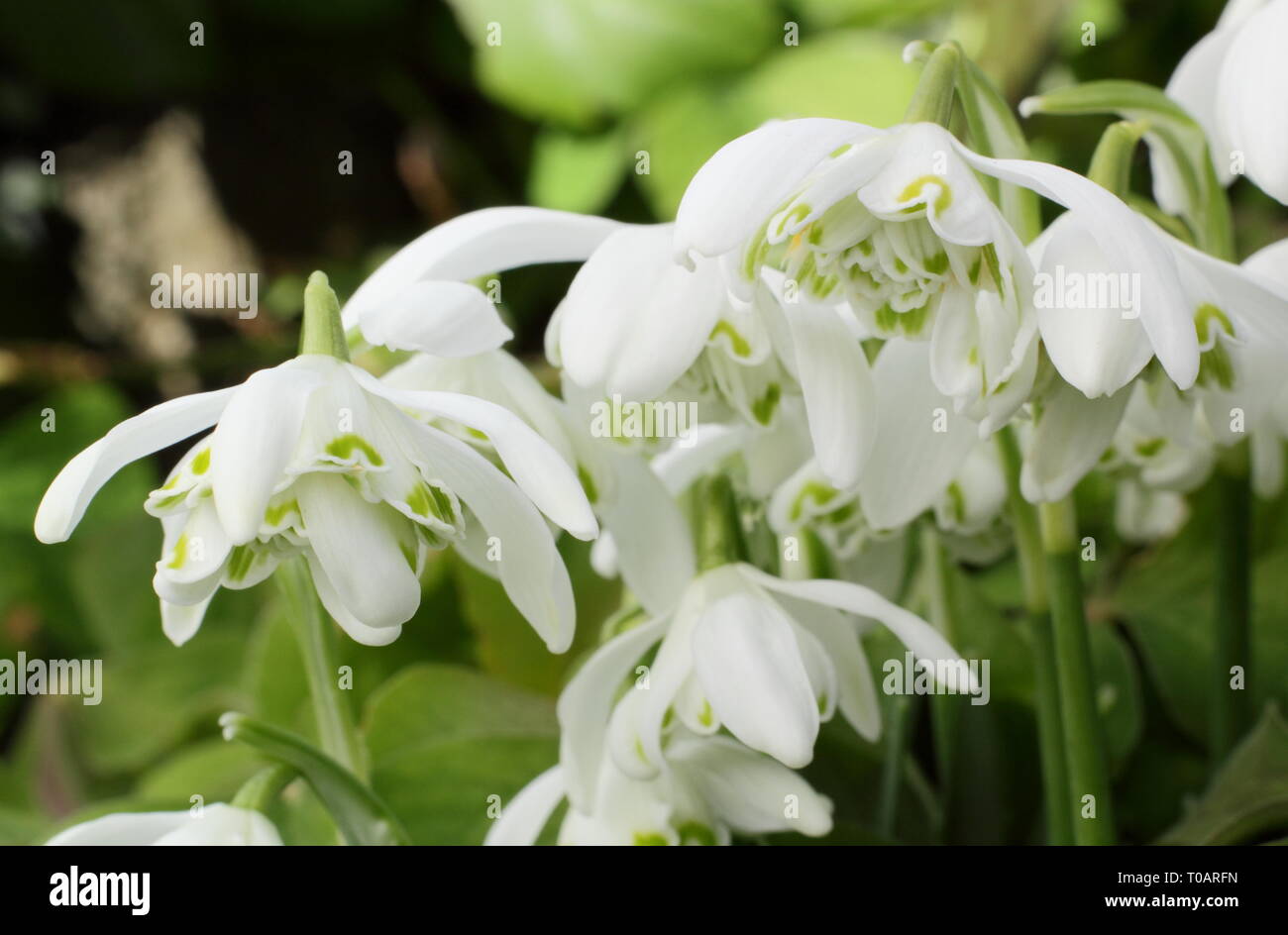 Galanthus nivalis f. pleniflorus 'Flore Pleno'. Duftende Blüten von 'Flore Pleno' Schneeglöckchen in einem britischen Garten - Februar, Großbritannien. Hauptversammlung Stockfoto