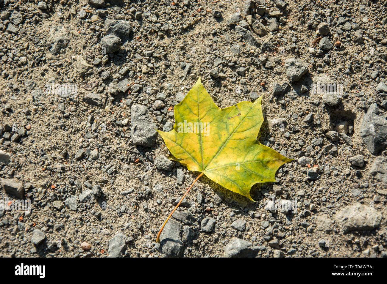 Gelbe maple leaf liegend auf einer Schotterstraße - Hintergrund Stockfoto