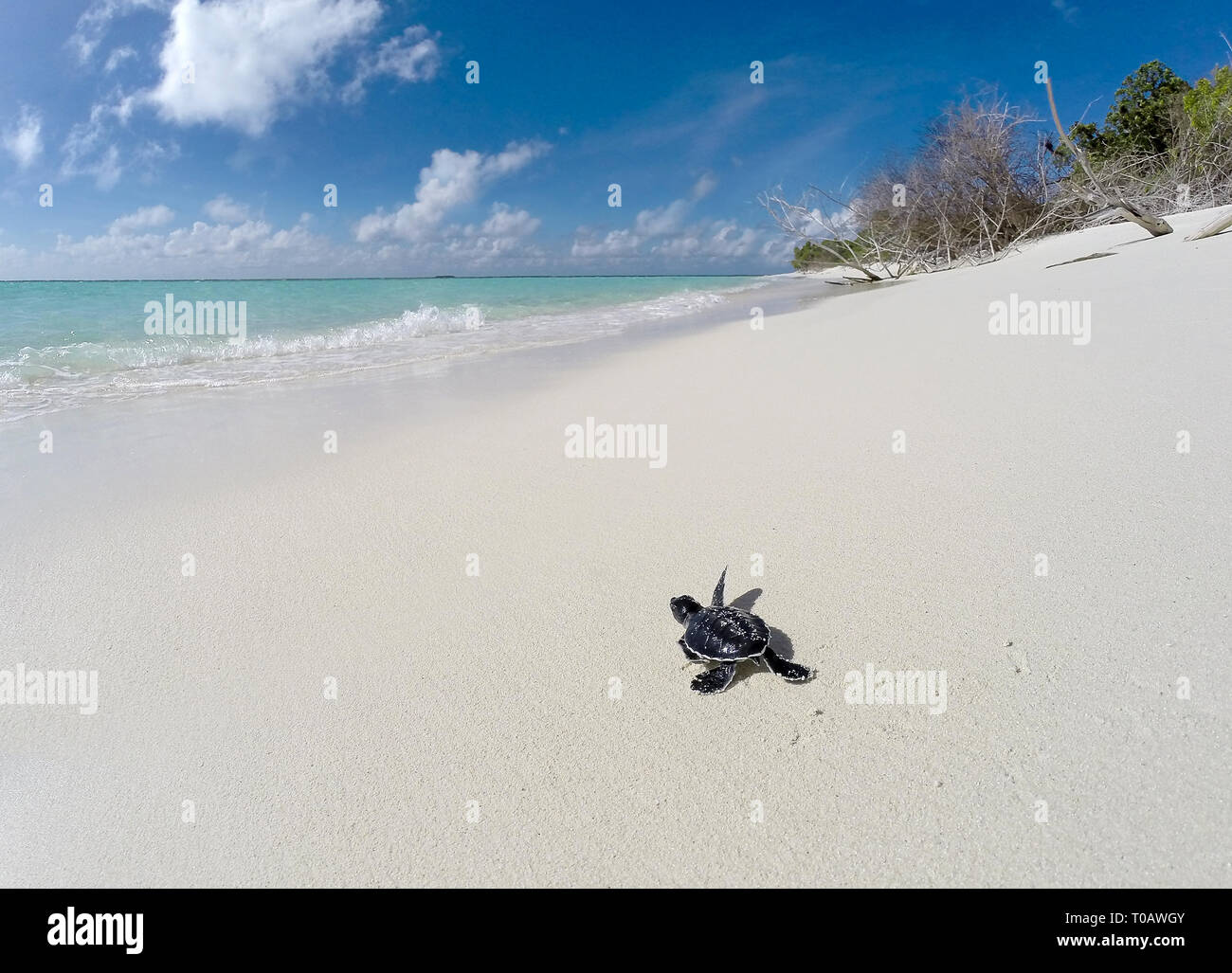 Kleines Baby Green Turtle auf einer Malediven Insel Strand Stockfoto