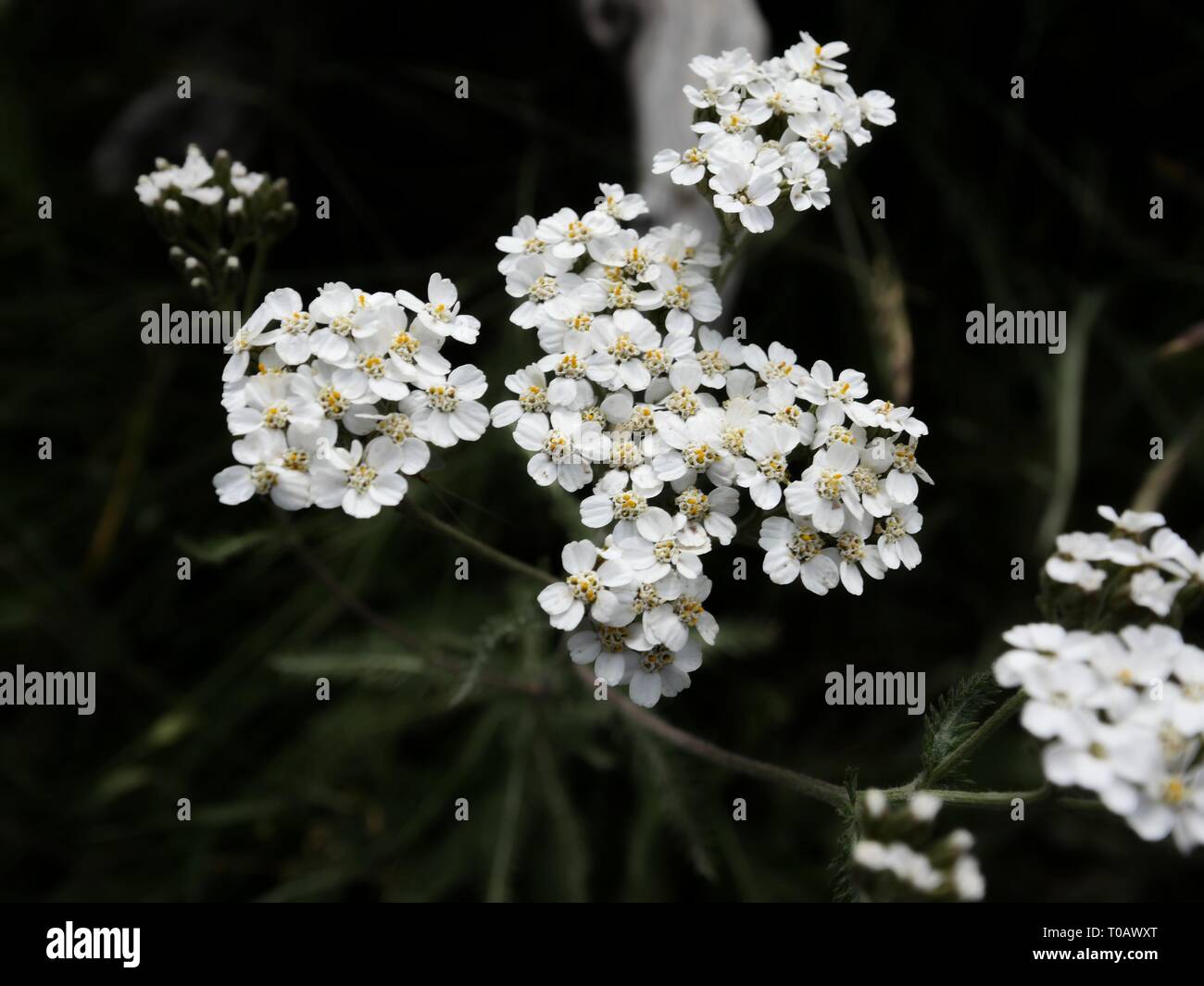 Gruppen von schönen kleinen weißen Blüten mit gelben Zentren in einem dunklen Hintergrund. Stockfoto