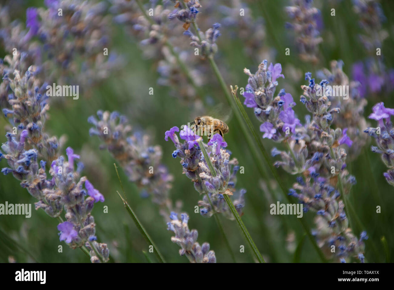 Biene auf einer Lavendel Pflanze Stockfoto