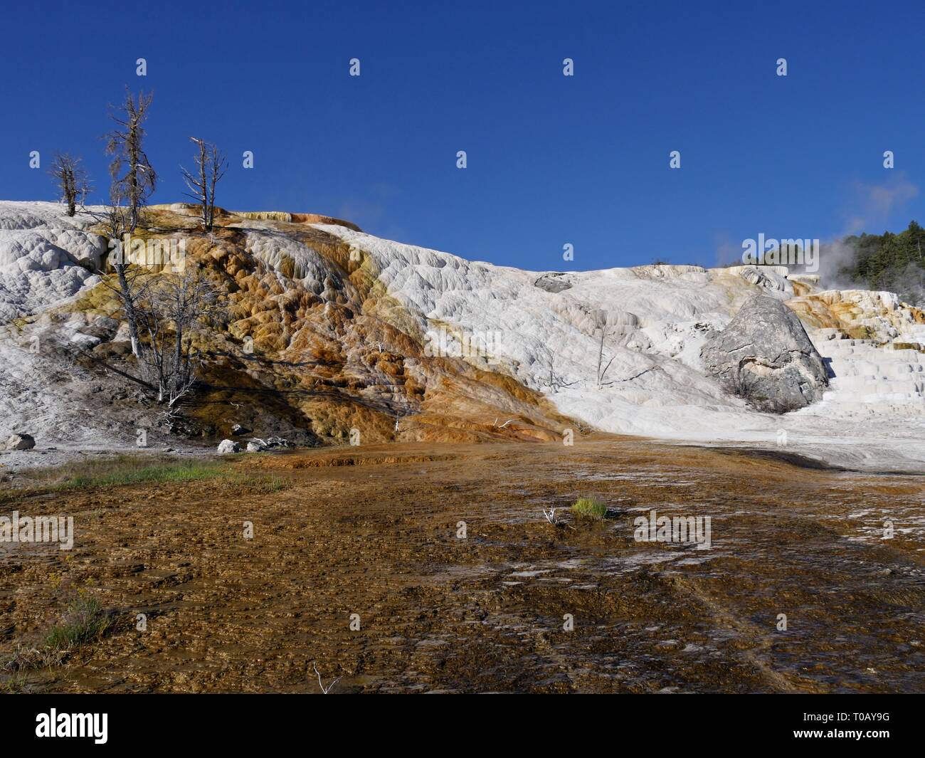 Große Ansicht Schließen der Mammoth Hot Springs, eine der Attraktionen muss - nicht verpassen im Yellowstone National Park. Stockfoto