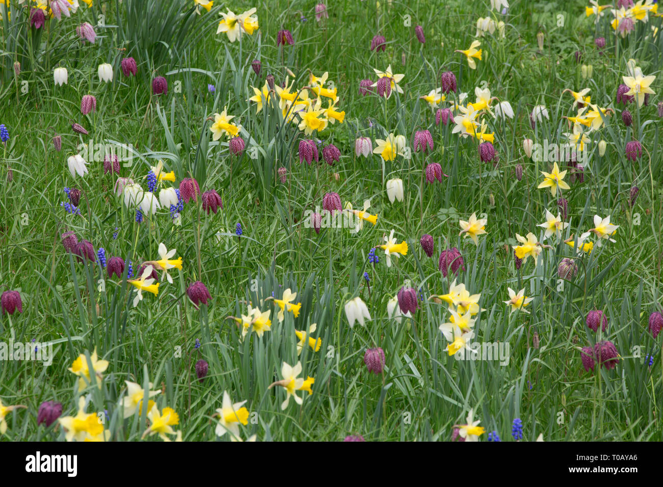 Die Schlange Kopf Fritillaries, Fritillaria meleagris, wachsende unter den wilden Narzissen, Narcissus pseudo-Narcissus, Grambin, Worcestershire, Großbritannien Stockfoto