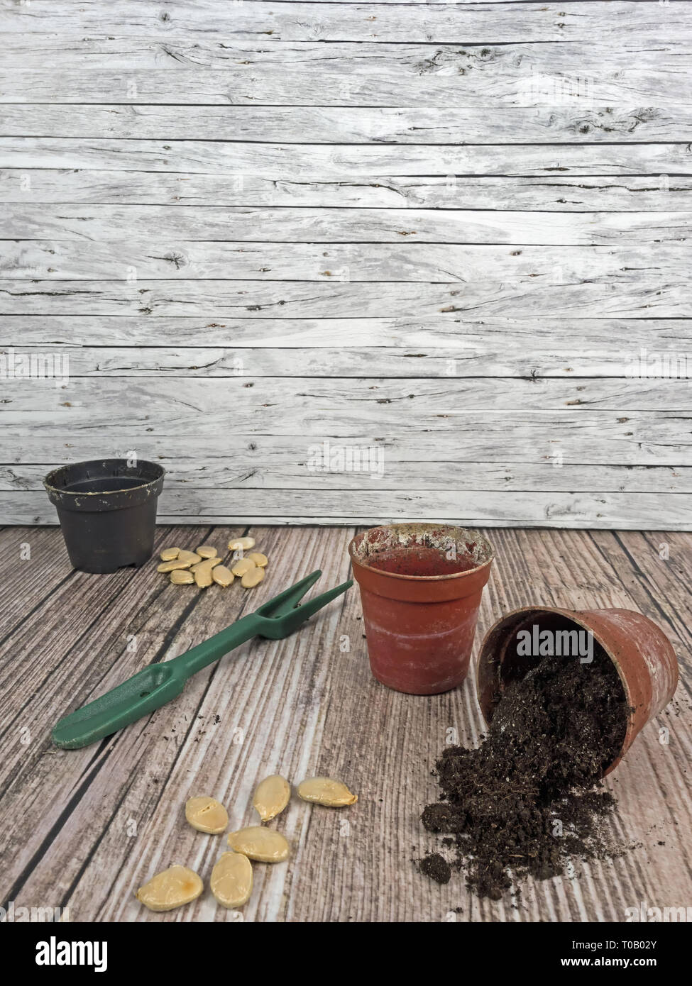 Hintergrund der Aussaat Pflanzen für den Garten im Frühling Stockfoto