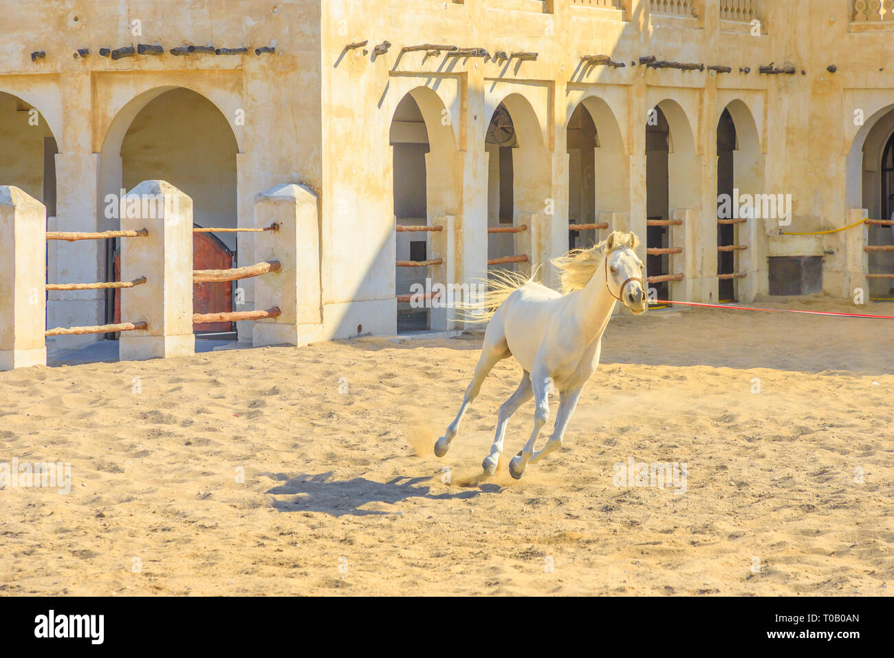 Reinrassige weiße Arabische Pferde in einer Koppel im Zentrum von Doha, Hauptstadt von Katar. Die traditionellen Stallungen sind Teil der alten Souq Waqif Marktgebiet Stockfoto