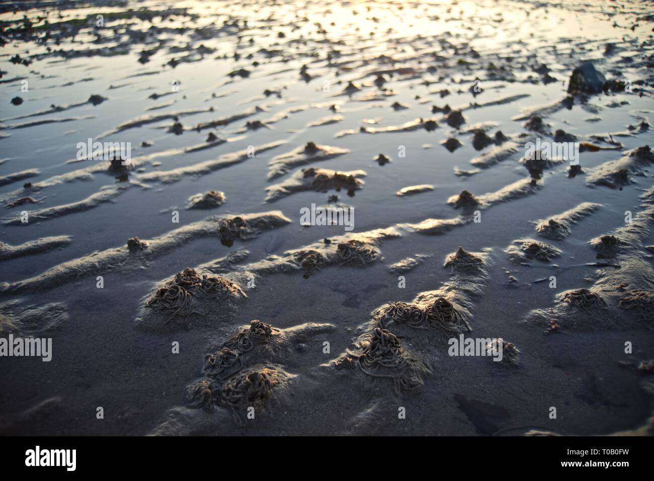 Wattwurm oder Blasen Nase wirft an einem Strand in der Dämmerung, Rhosneigr, Anglesey, North Wales, UK Stockfoto