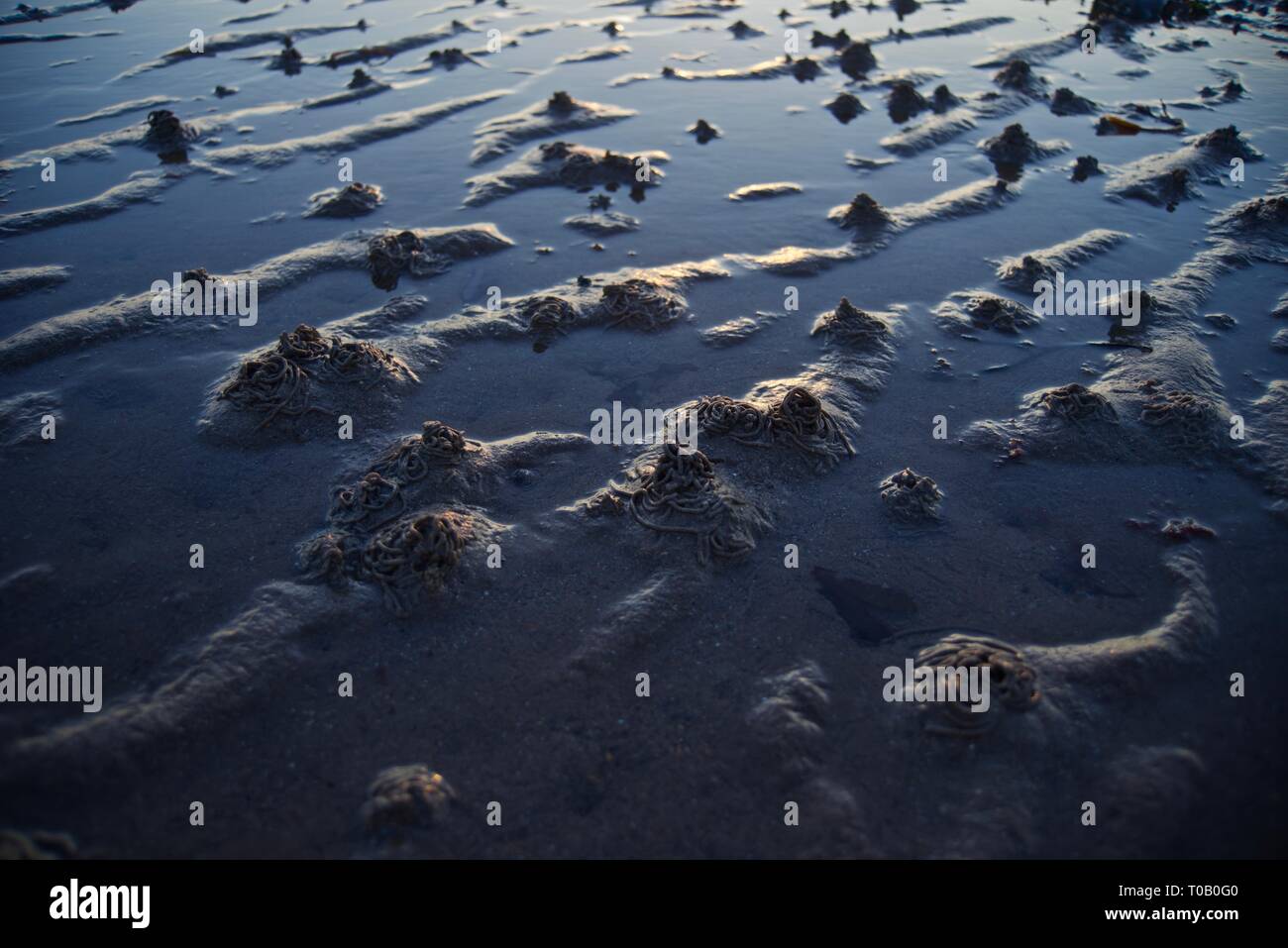 Wattwurm oder Blasen Nase wirft an einem Strand in der Dämmerung, Rhosneigr, Anglesey, North Wales, UK Stockfoto