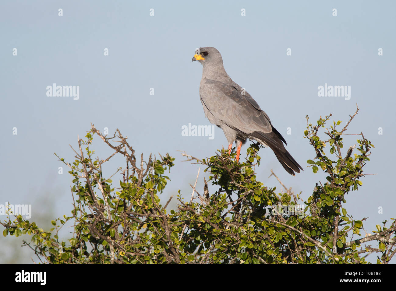 Östlichen chanting goshawk (Melierax poliopterus) auf einem Busch nach oben thront Stockfoto