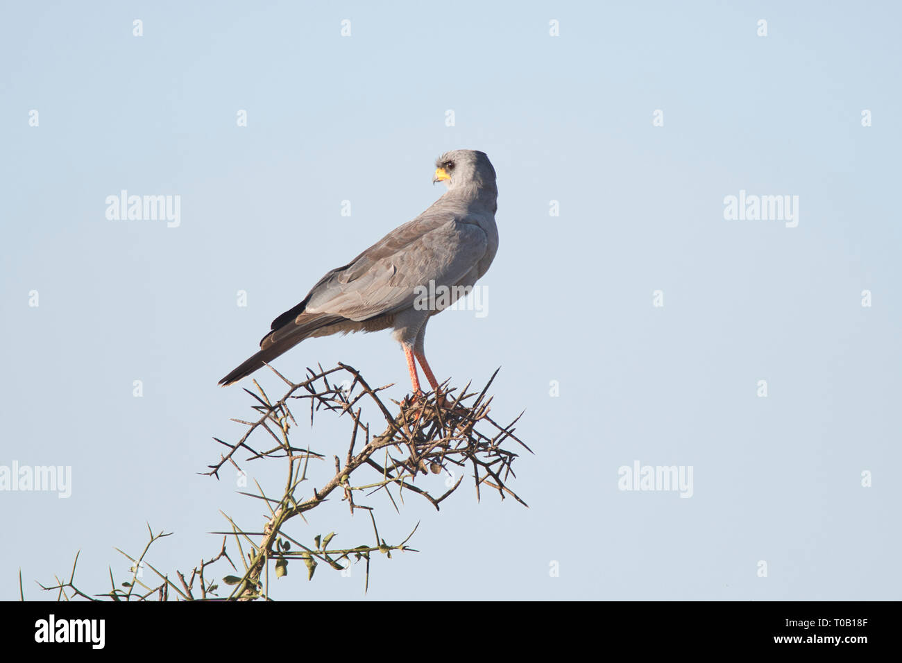 Östlichen chanting goshawk (Melierax poliopterus) auf einem Busch nach oben thront Stockfoto