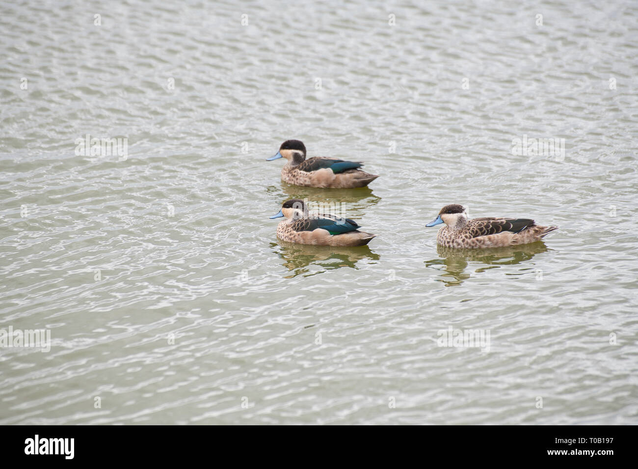 Hottentotte teal (Anas hottentota), eine Gruppe von drei Enten im Amboseli Nationalpark in Kenia Stockfoto