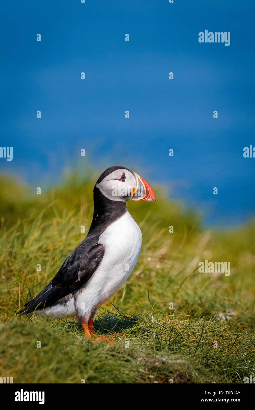 Papageitaucher, oder gemeinsame Puffin, Fratercula arctica, Farne Islands, Northumberland, England, Vereinigtes Königreich, Nordsee, Atlantik Stockfoto