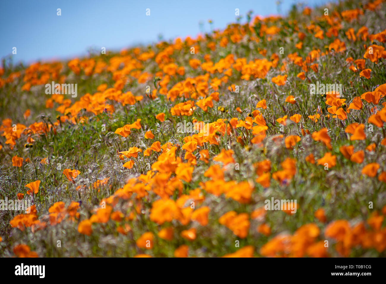 Wildblumen im südlichen Kalifornien Stockfoto