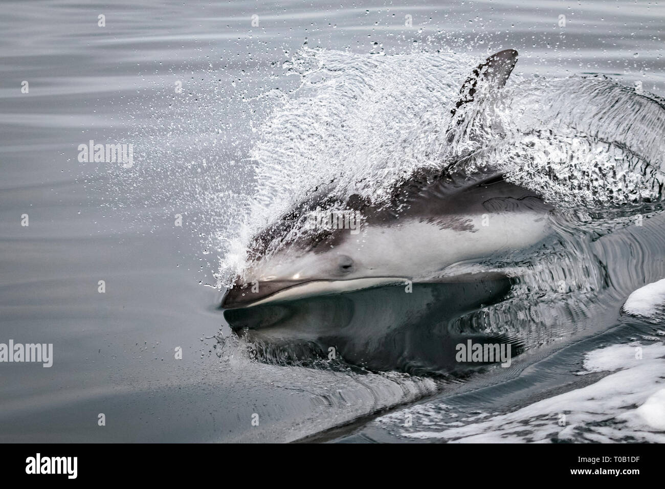 Weißstreifendelfin, Lagenorhynchus obliquidens, Johnstone Strait, British Columbia, Kanada, Pazifik Stockfoto
